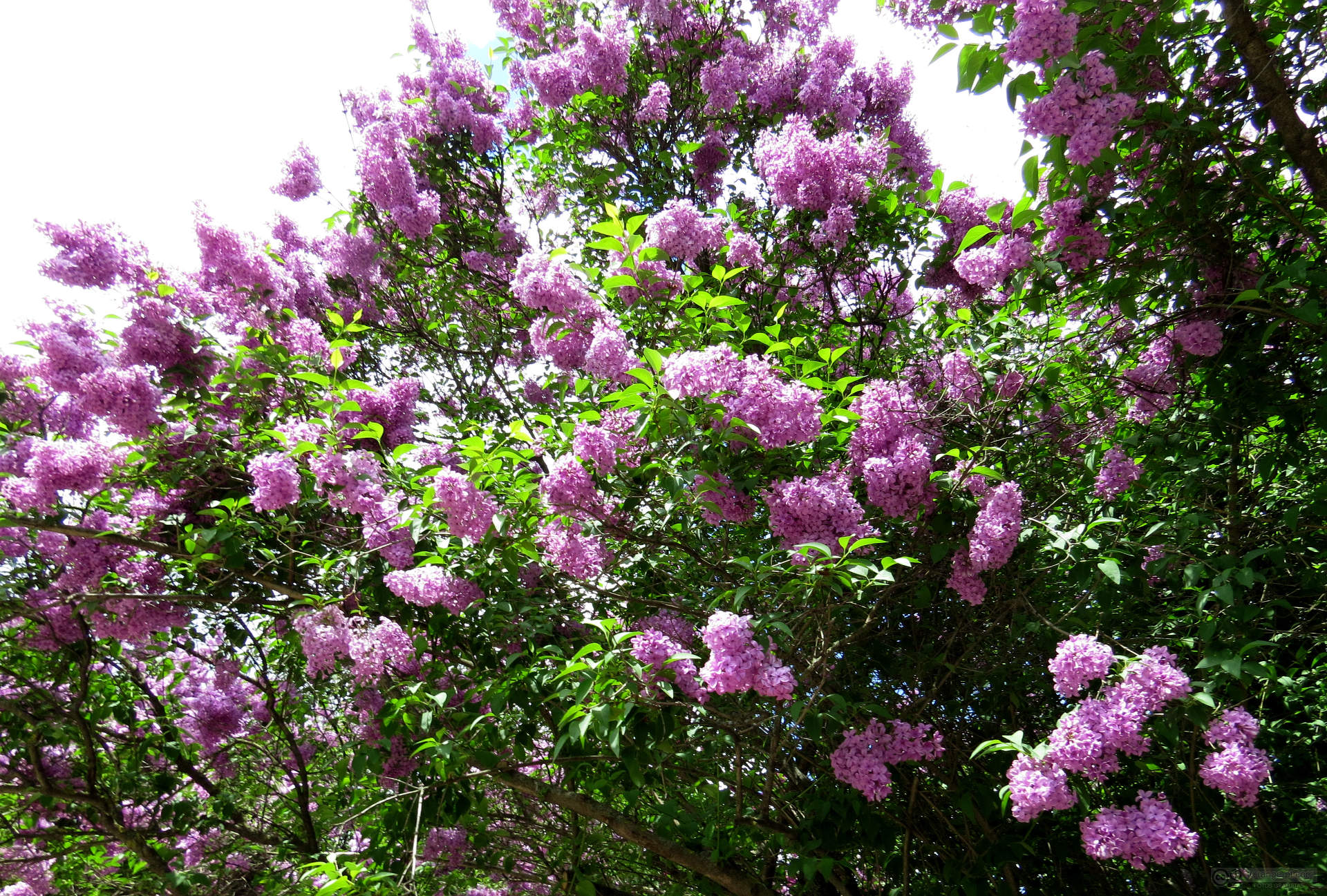 When to Prune Lilac Bushes