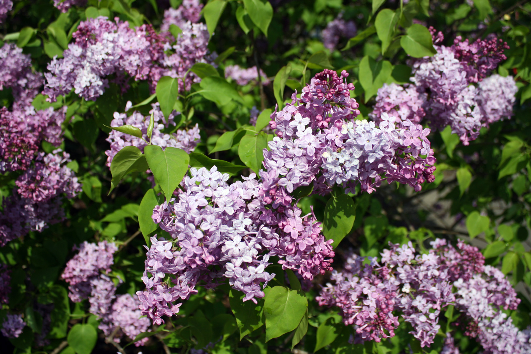 Lilac Sunday » Arnold Arboretum