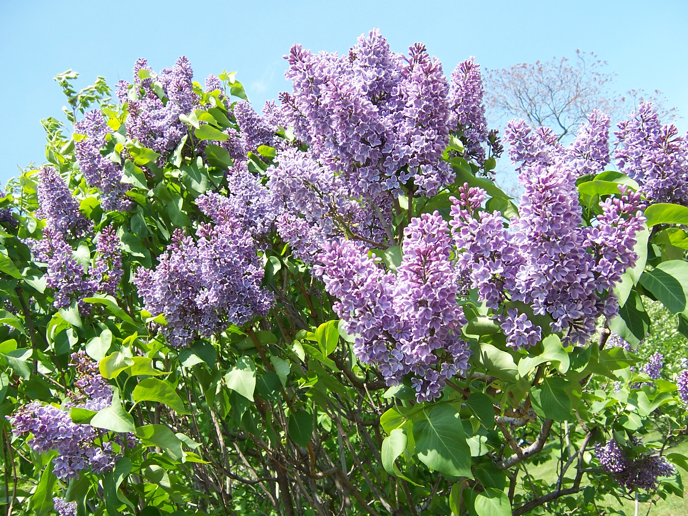 Lilac | Northwest Lawn and Landscape – Toledo, Ohio