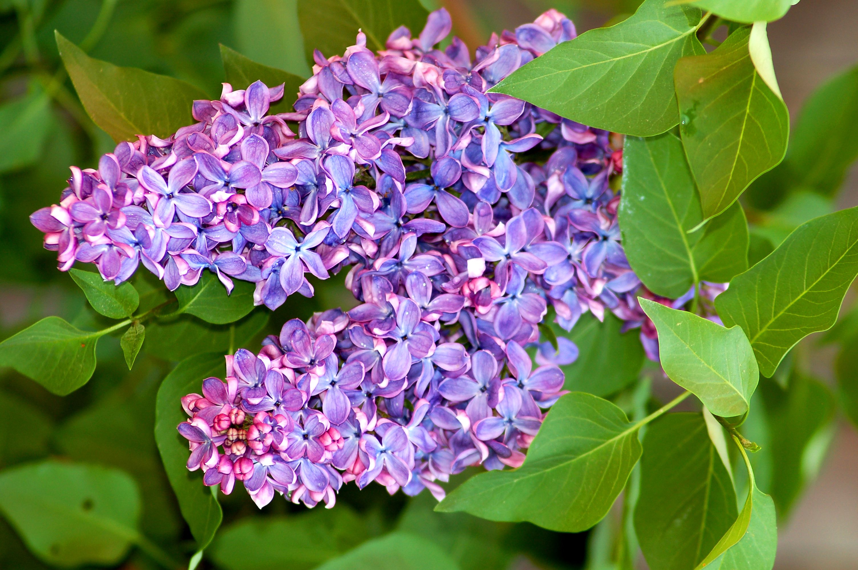 Lilac Bushes: Growing Tips for a Fragrant Shrub
