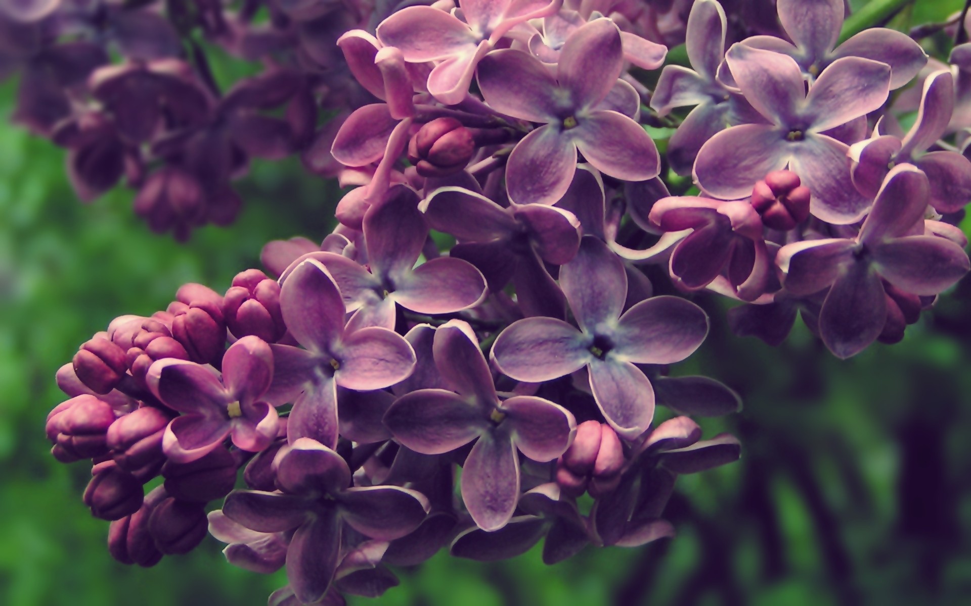 Flowers: Lilac Blossoms Plant Flower Best Wallpapers for HD 16:9 ...