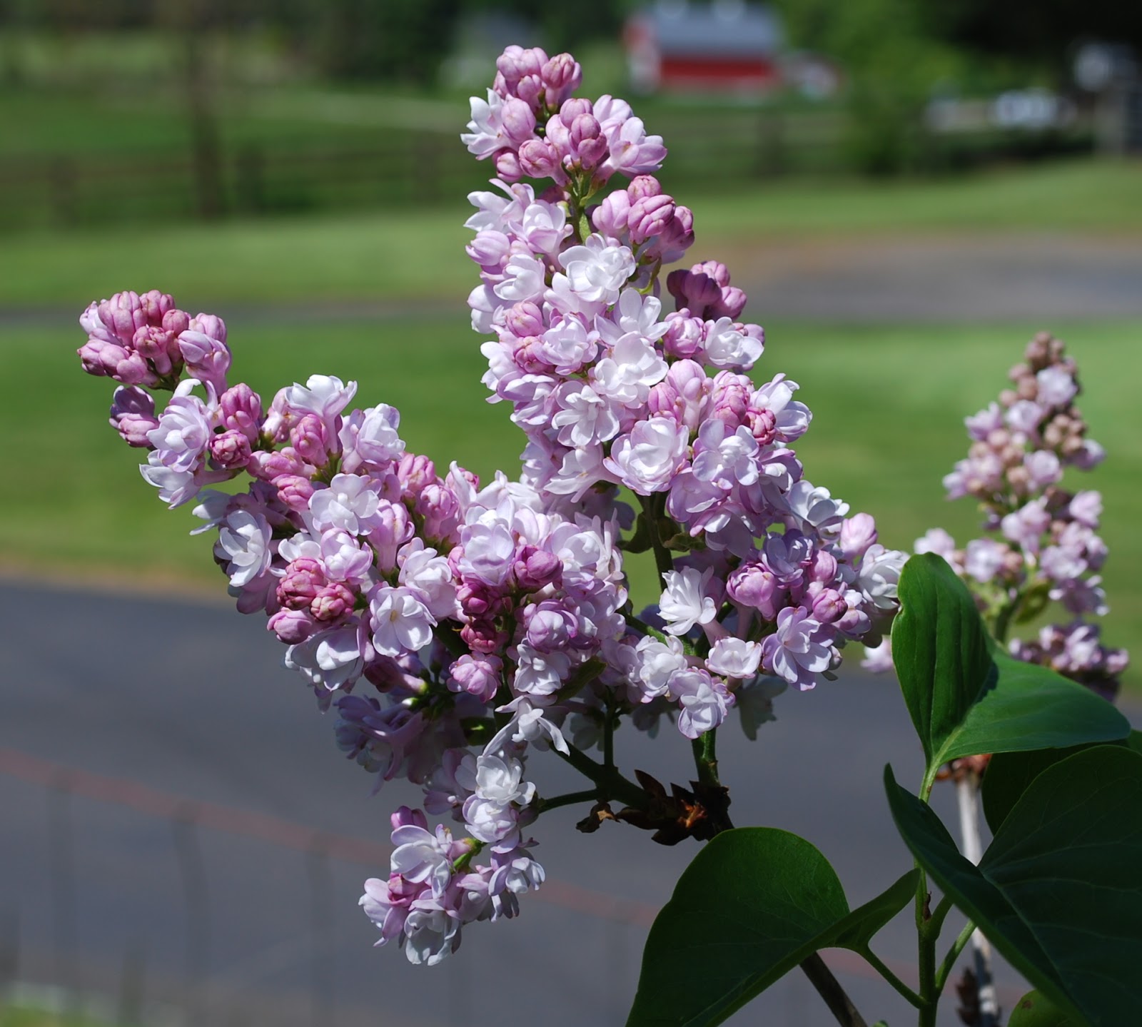 Growing Greener in the Pacific Northwest: More Lilac Blossoms. 5.8.17