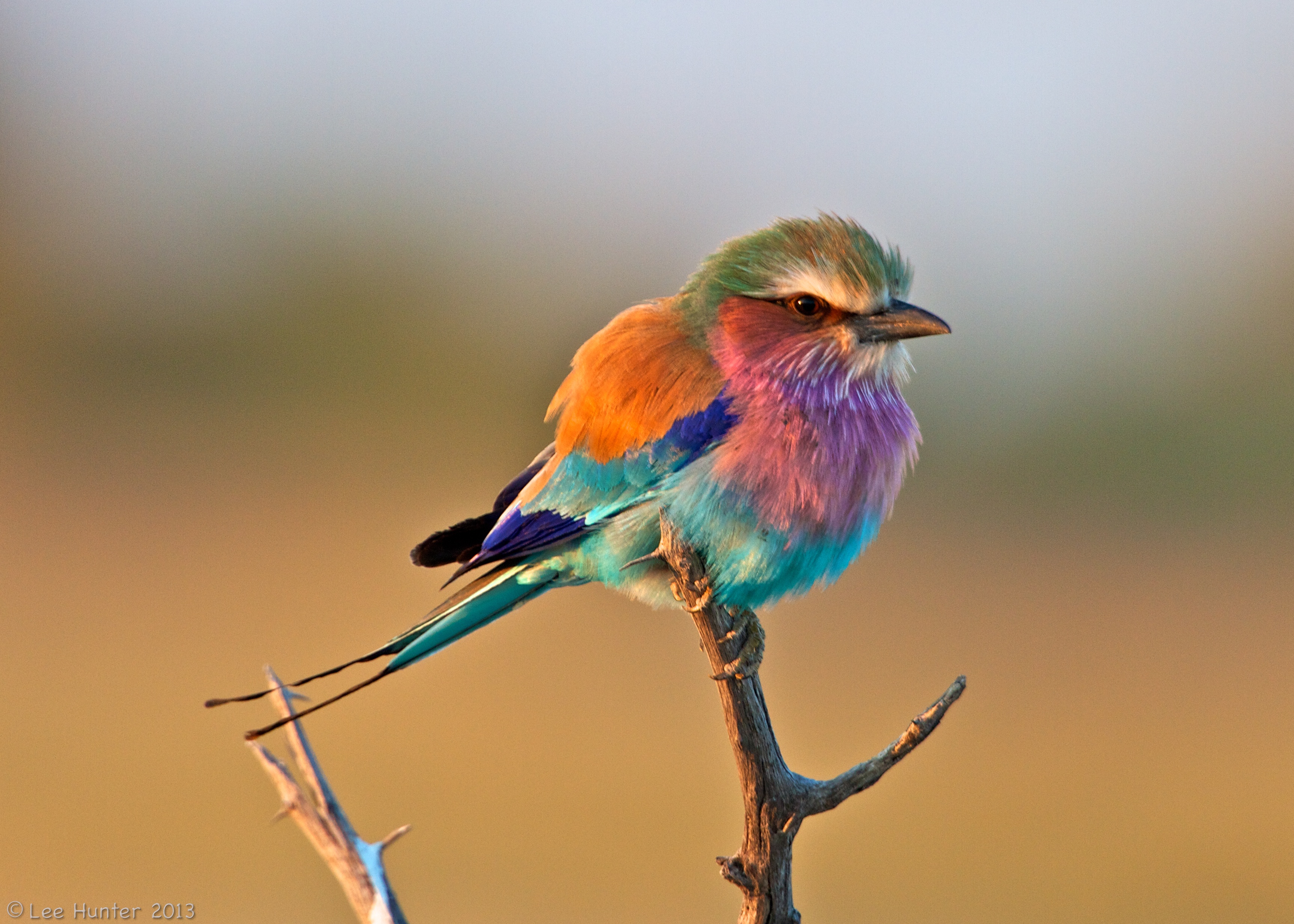 5 Lilac-Breasted Roller HD Wallpapers | Background Images ...