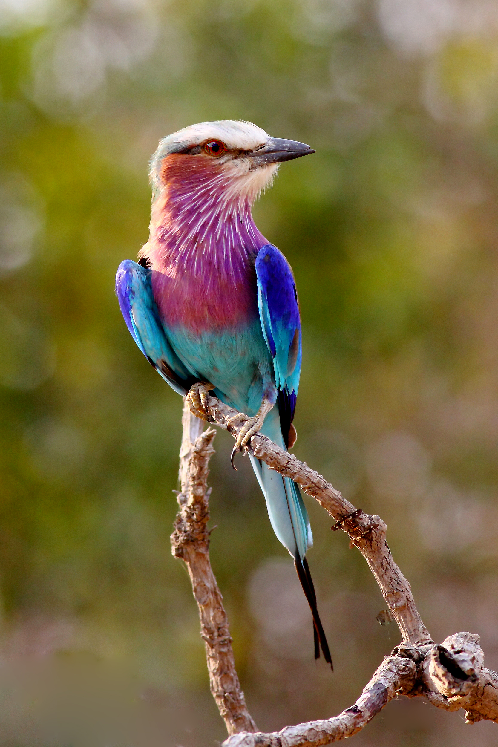 File:Lilac Breasted Roller Face.jpg - Wikimedia Commons