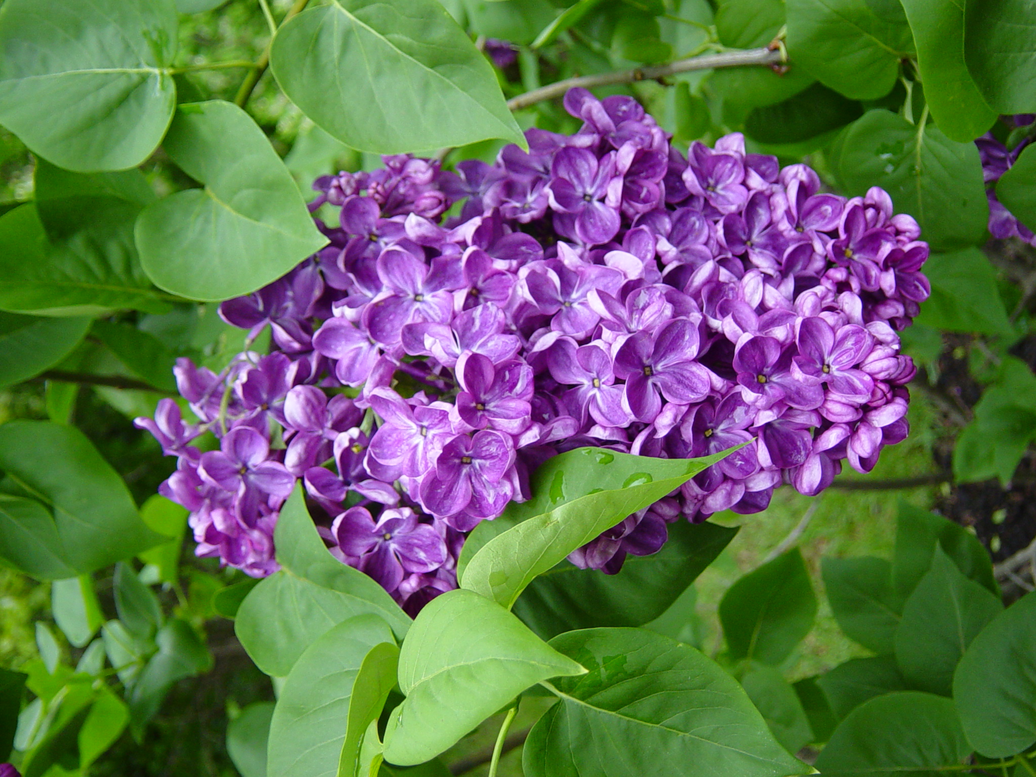 Lilacs: How to Plant, Grow, and Care for Lilac Shrubs | The Old ...