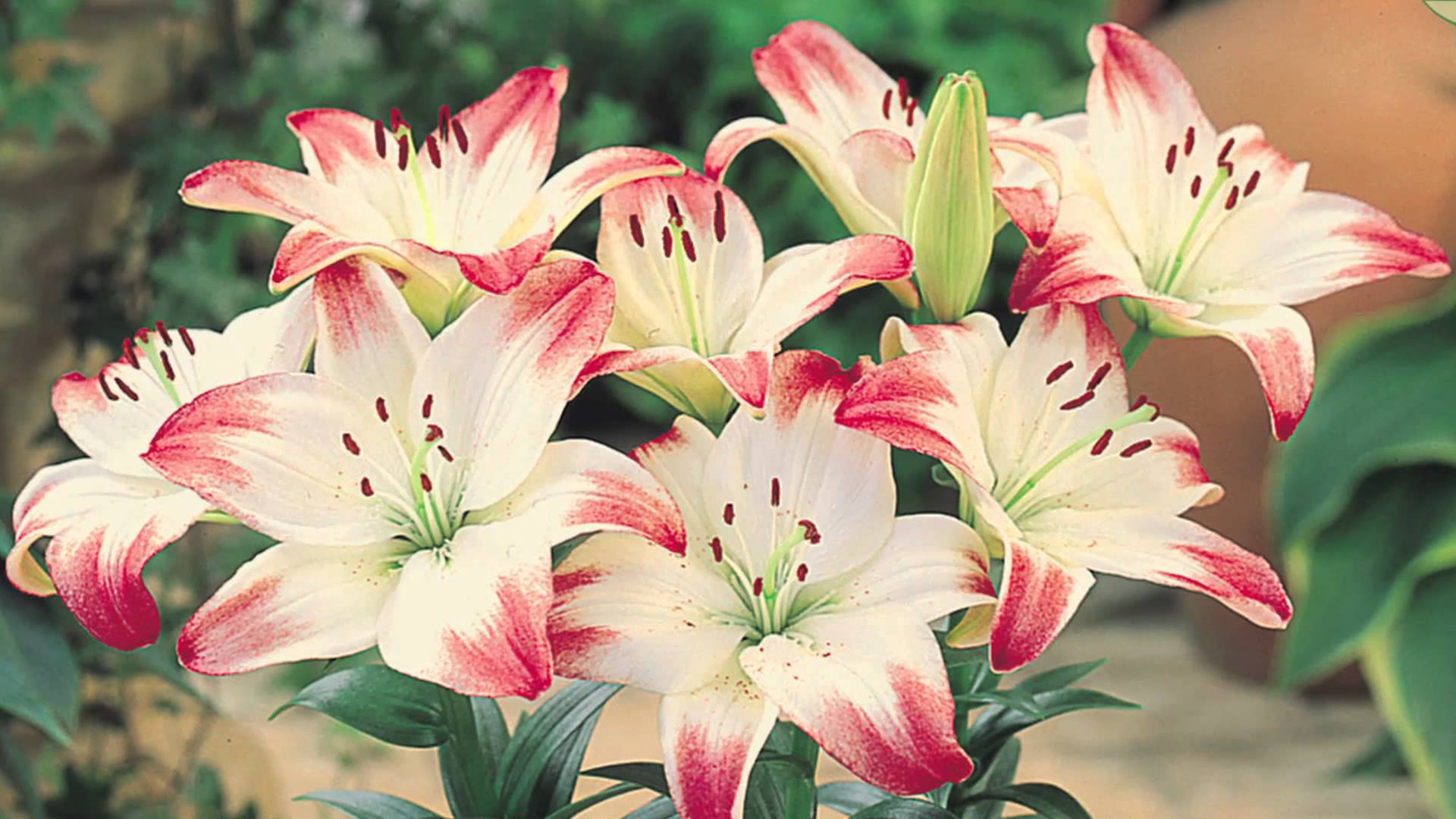 How to plant Asiatic Lilies: Jeff Turner plants short stemmed Lilies ...