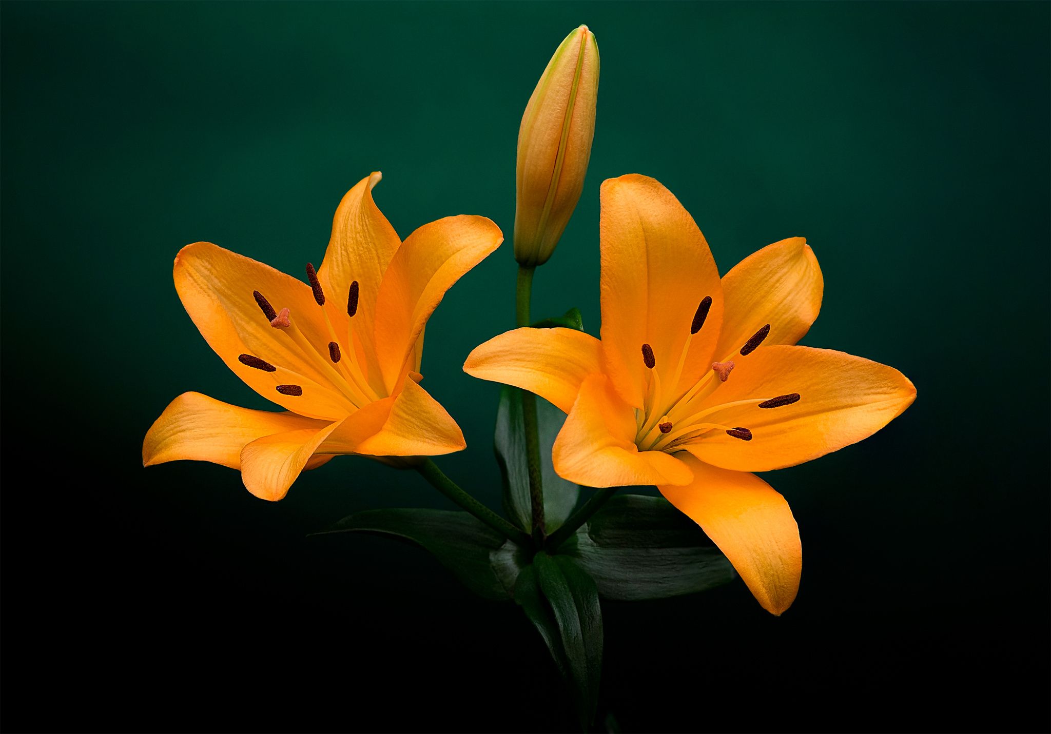 Lilium bulbiferum - The Orange Lily has long been recognised as a ...