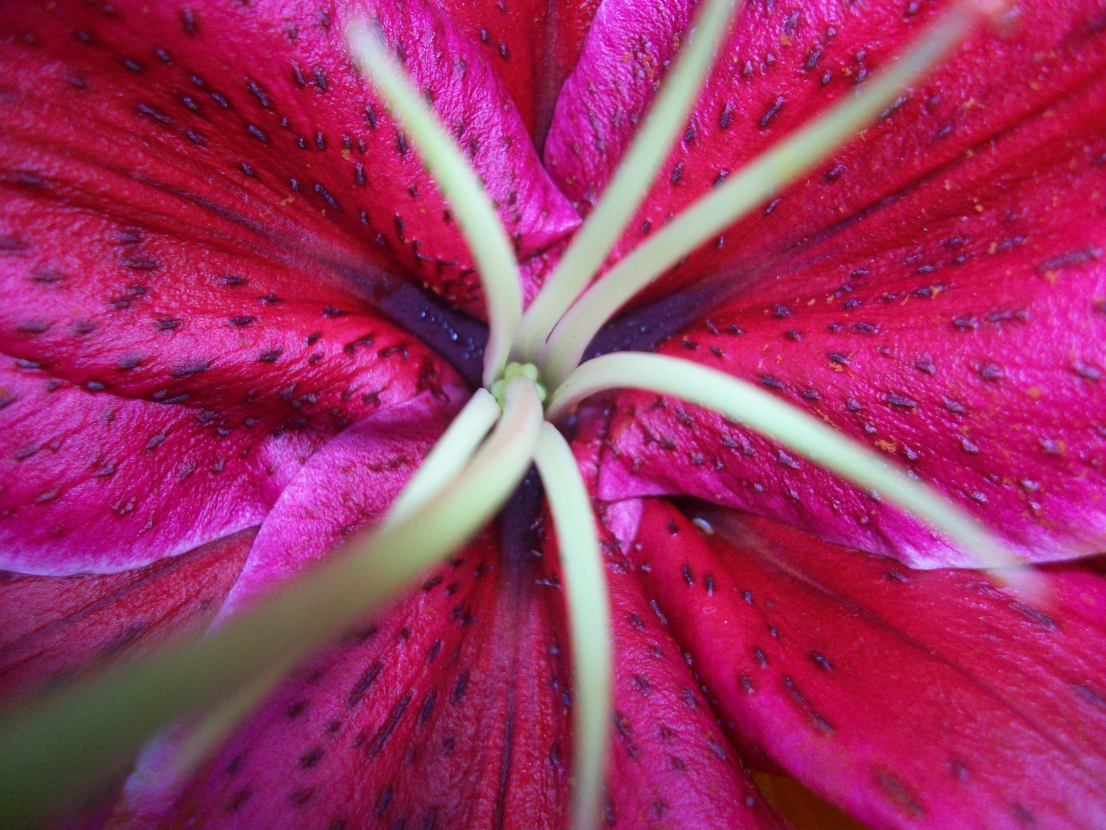 Lilium's inside texture, Flower, Lilium, Lily, Pink, HQ Photo