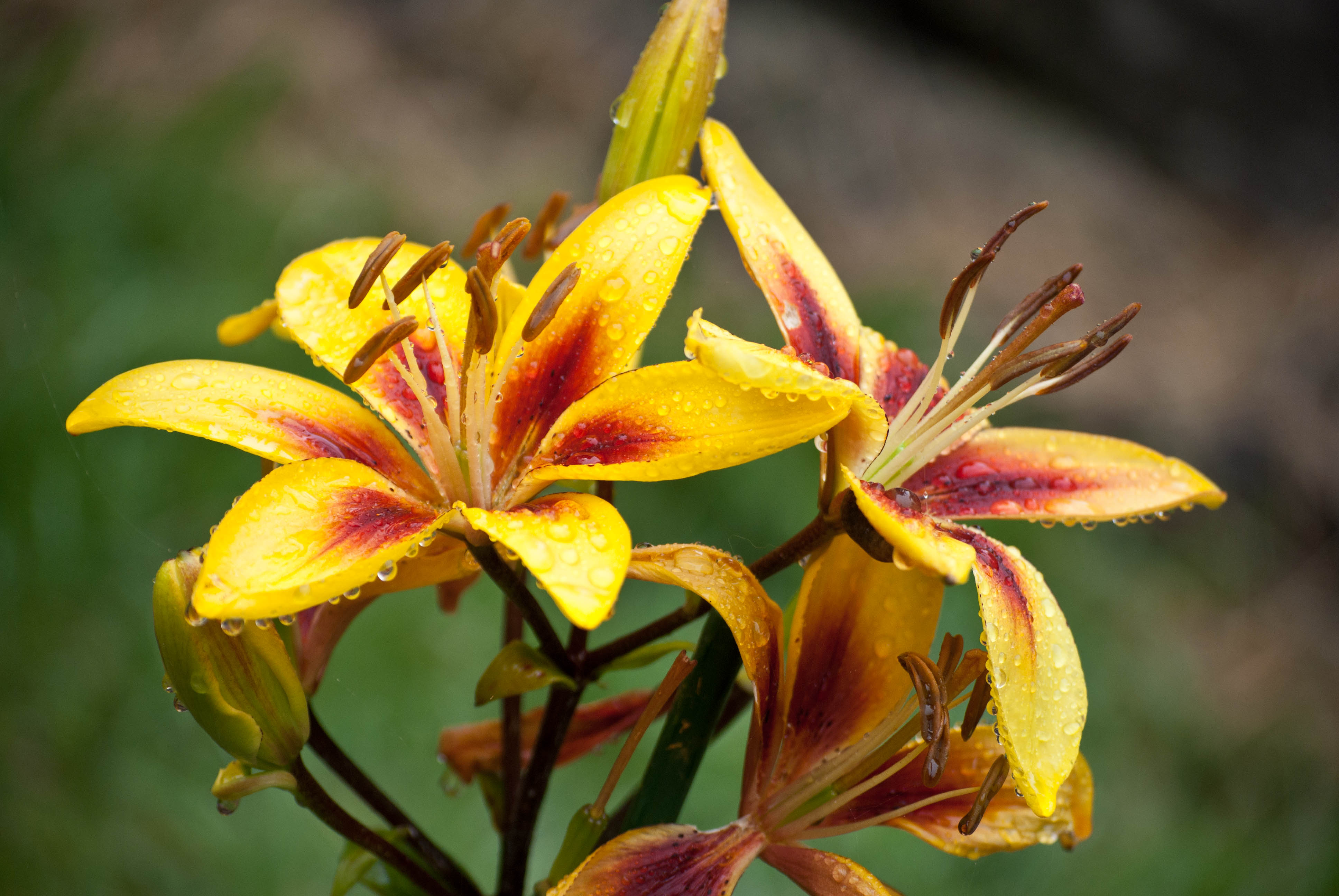 File:Raindrops on Yellow Lilly.jpg - Wikimedia Commons