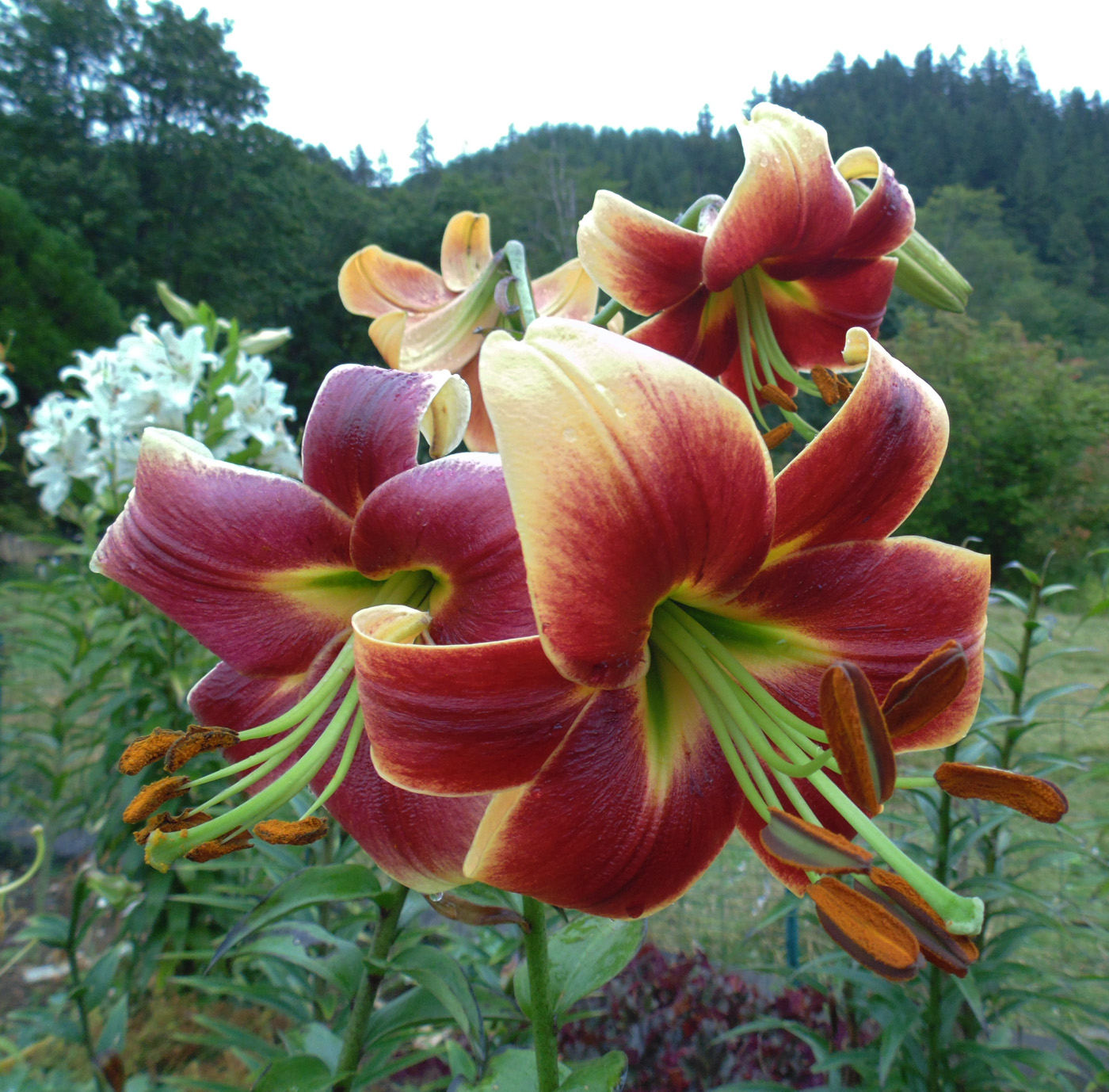Red Morning' - Orienpet Hybrid Lily Bulb - 'A Spring Clearance Sale'