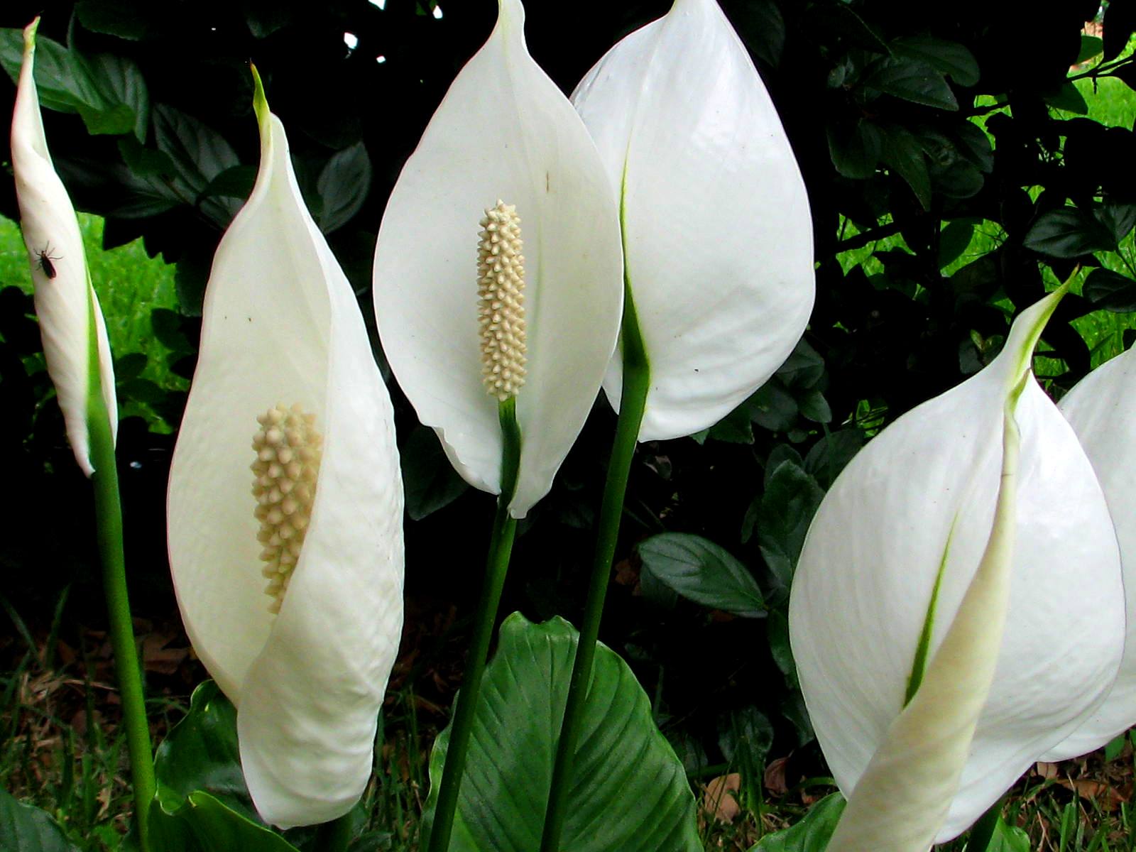 Peace lily plants for sale online | Clean Air Plants | Free Shipping ...
