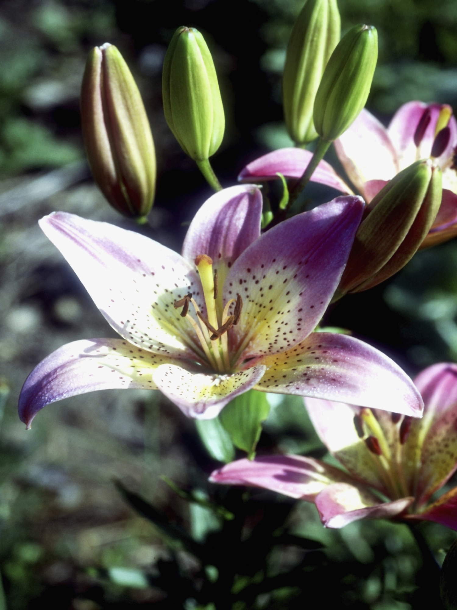 Can You Cut Lilies Down After They Bloom? | Home Guides | SF Gate