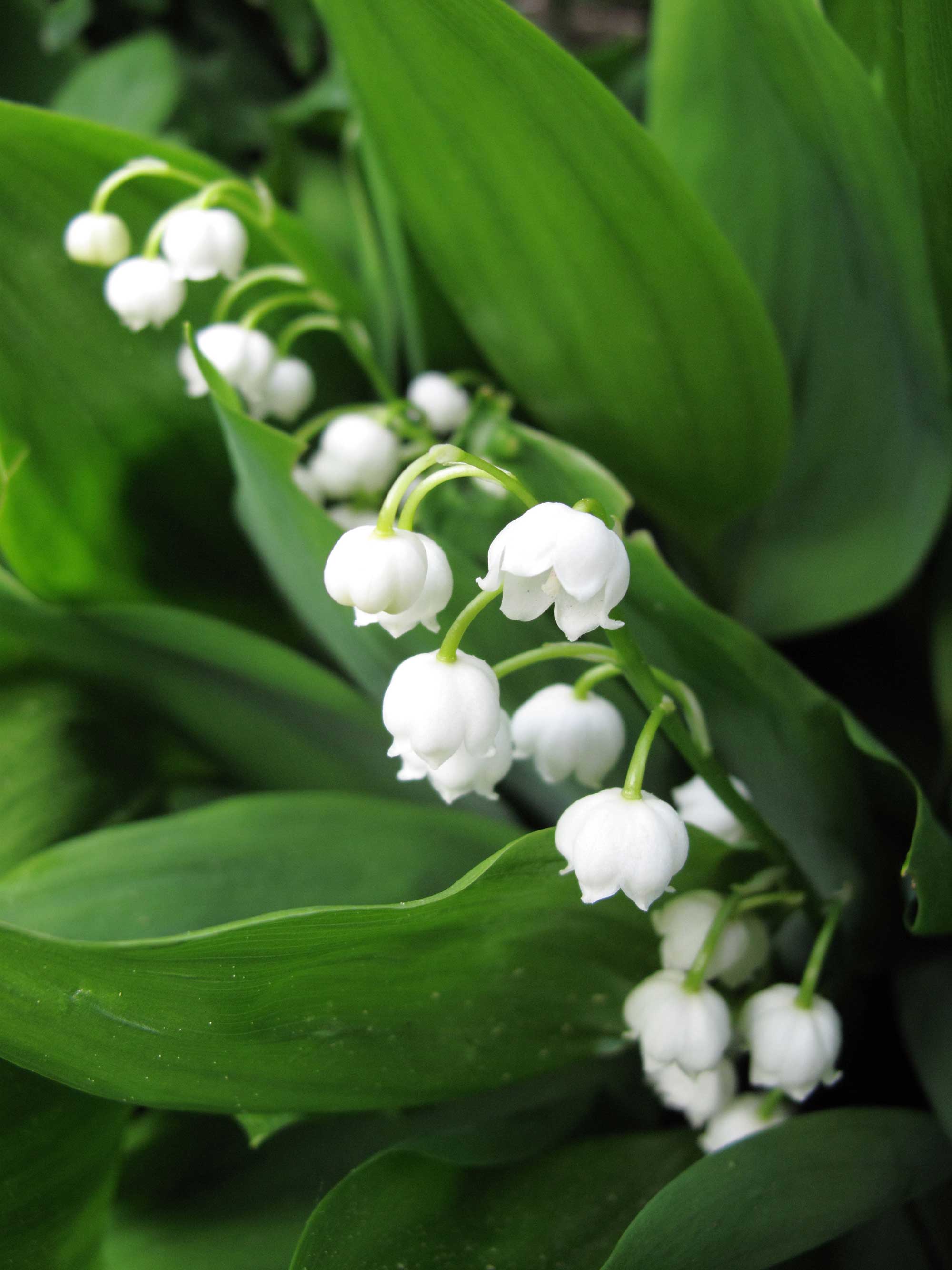 Growing Lily of the Valley: Tips and Tales - Longfield Gardens