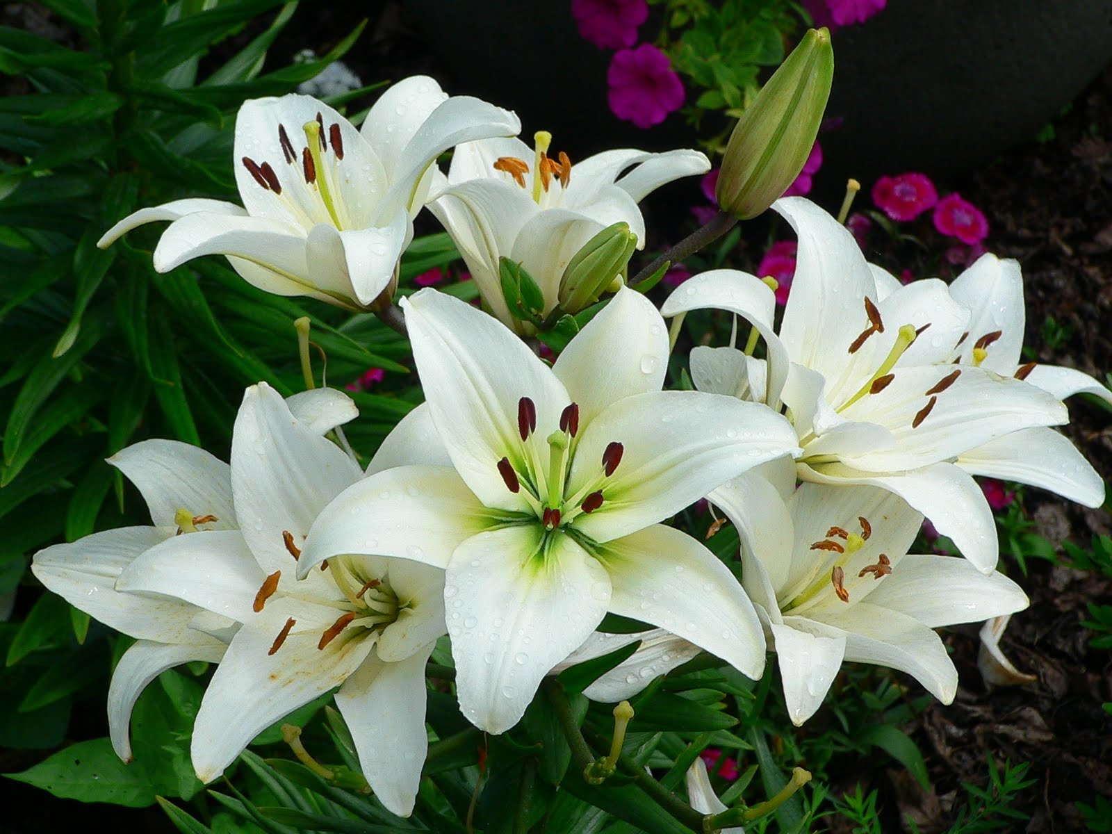 About the Lily Flower and Plant Cultivation Method Lily Right ...