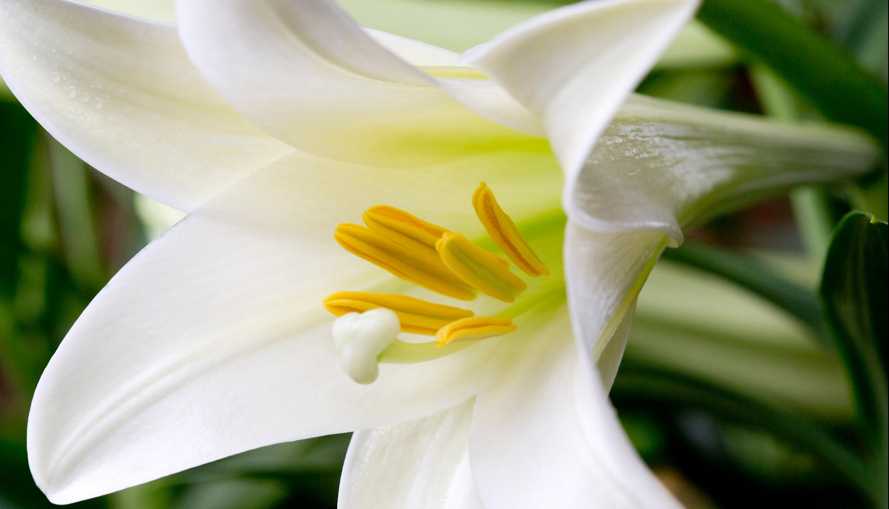 Caring for your Easter Lilies - YouTube