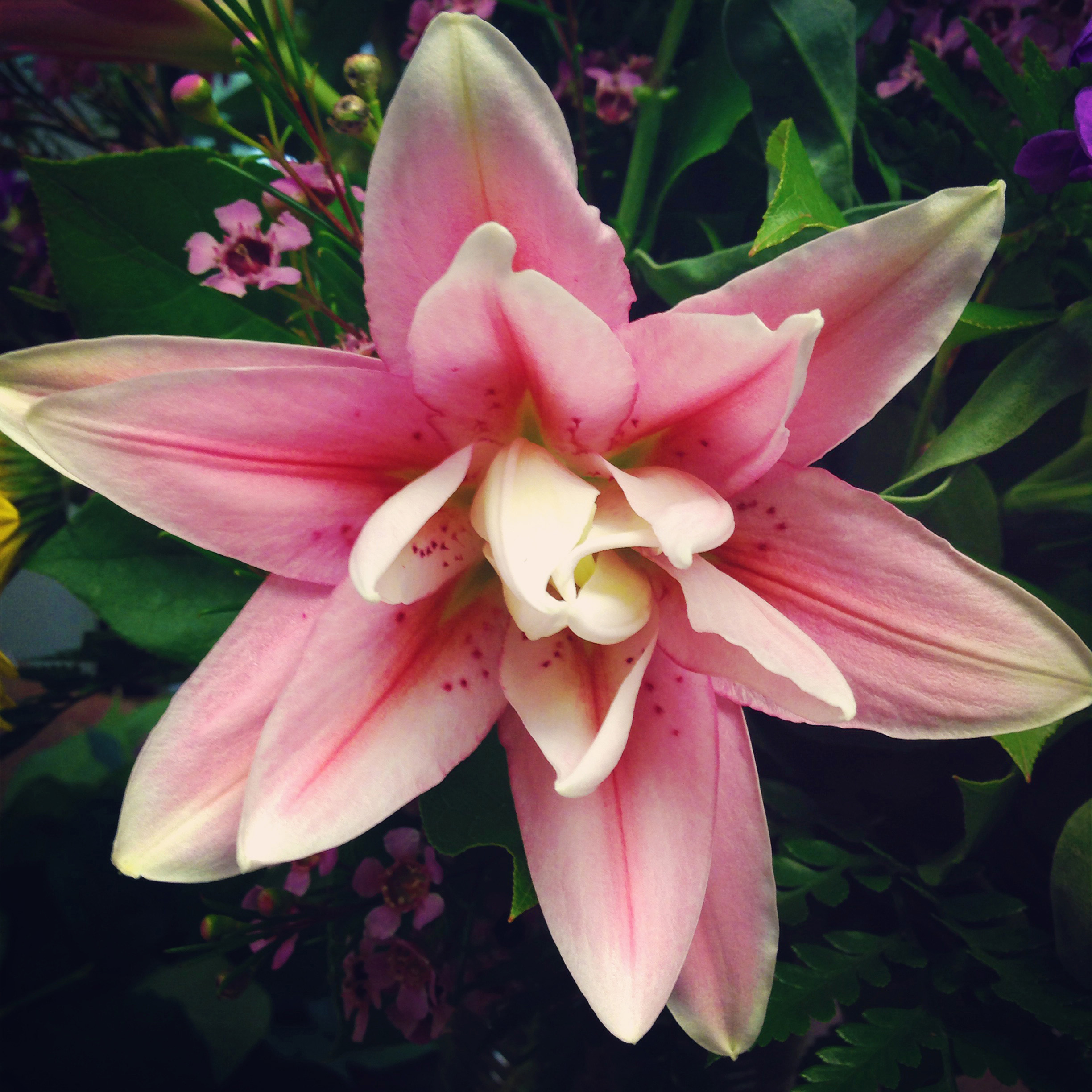3 Fun Facts About Lilies - Freytags Florist
