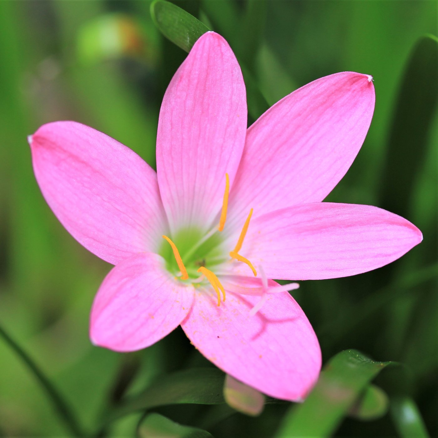 Rain Lily Pink (Zephyranthes Robusta) – Easy To Grow Bulbs