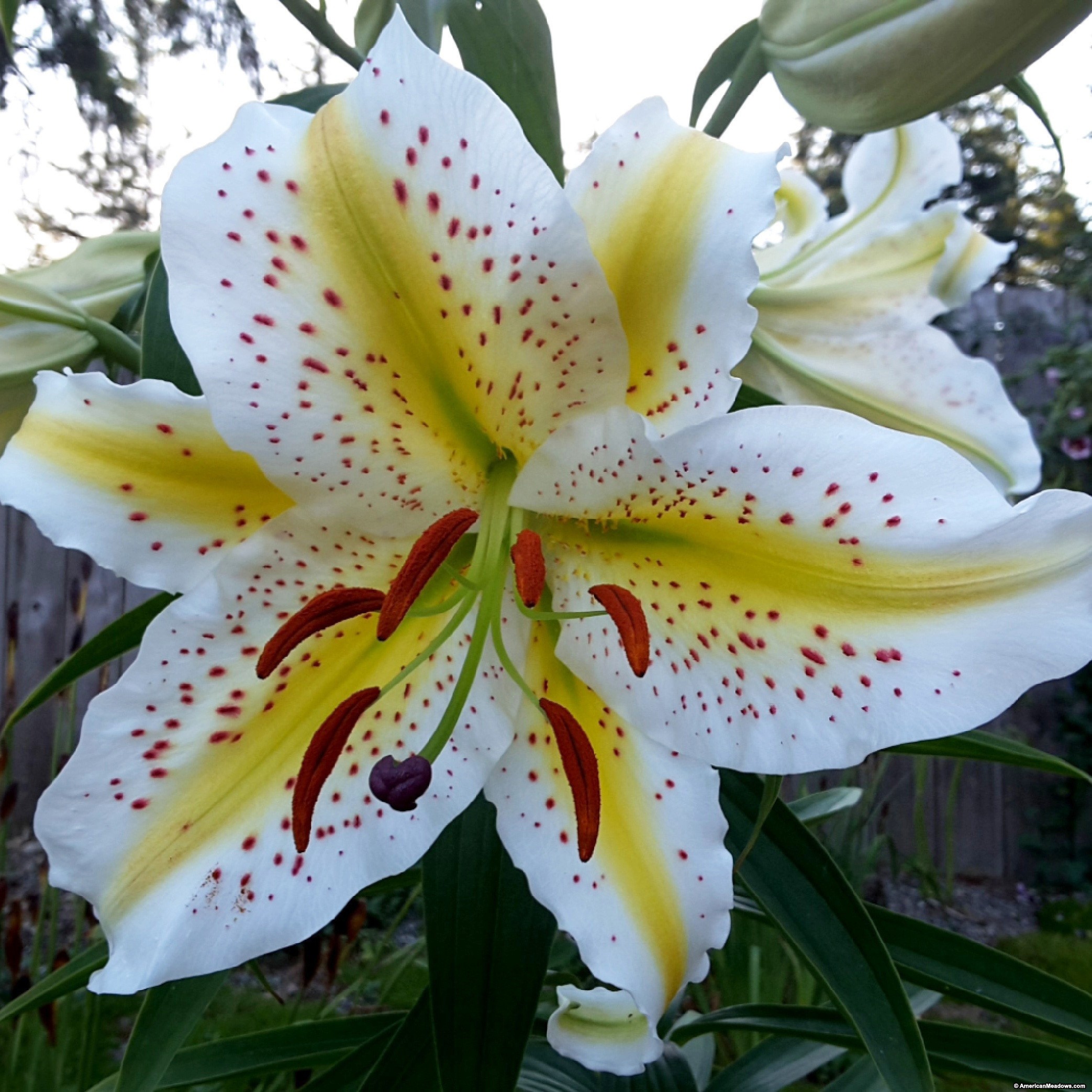 Wild Golden Rayed Lily of Japan Bulbs | American Meadows