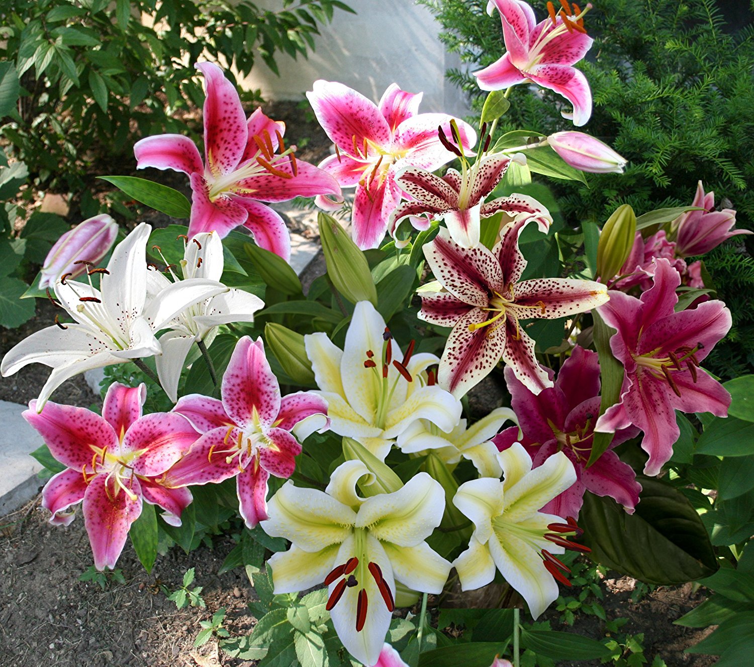 Amazon.com : Mixed Oriental Lily Bulbs (Pack of 8) - Fragrant Blooms ...