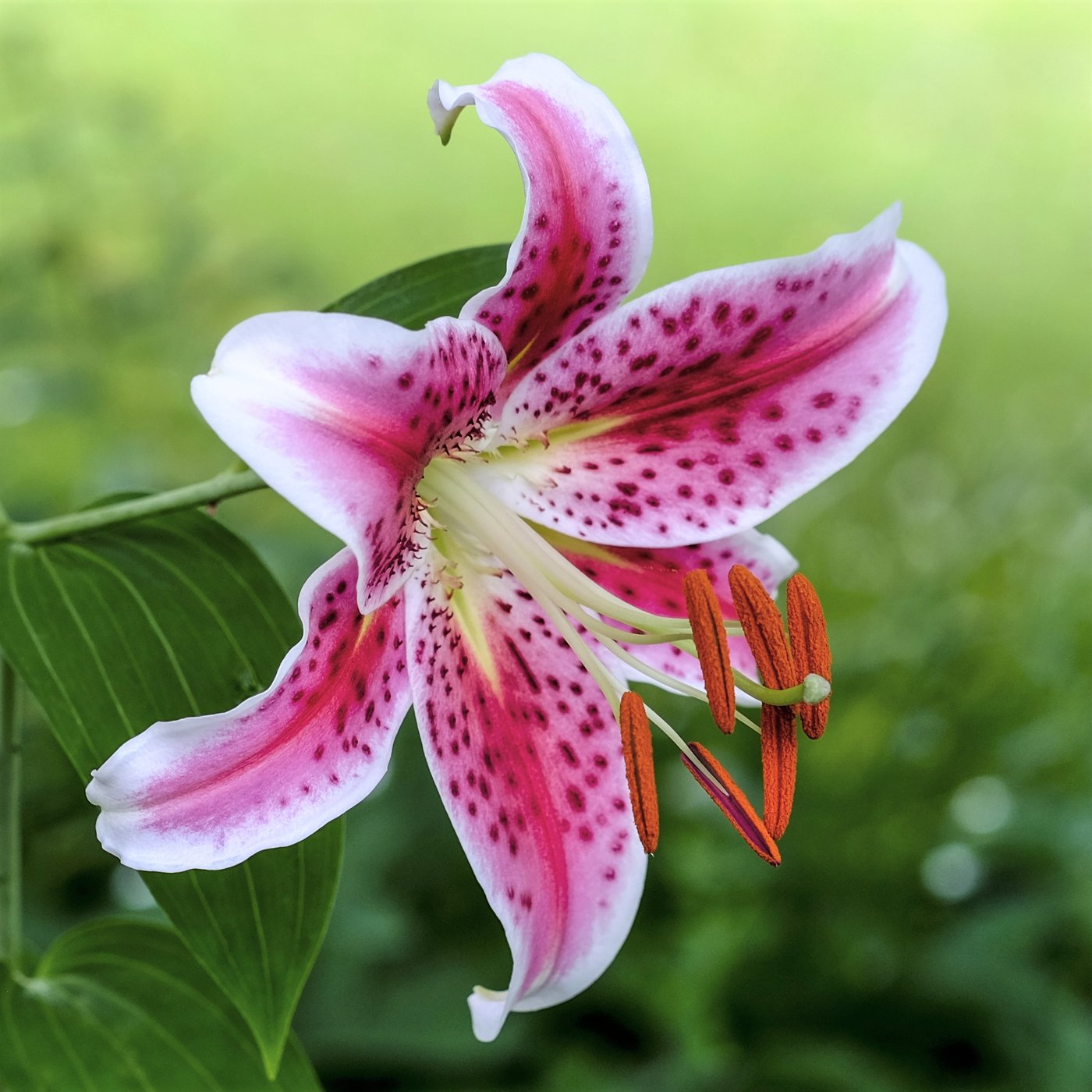 Lily, Oriental Stargazer – Easy To Grow Bulbs