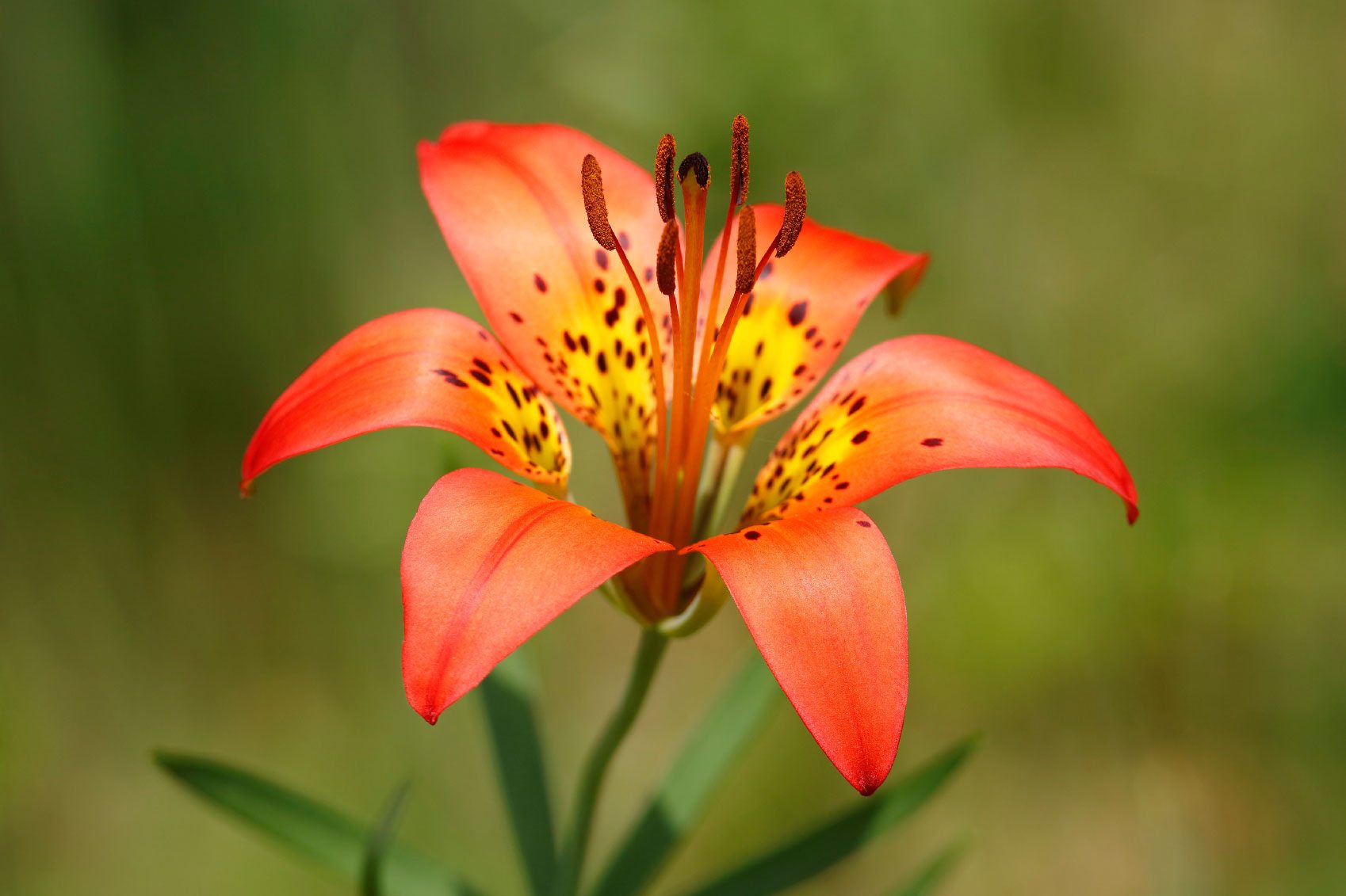 Growing Lilies From Bulbs: How To Care For Lily Flowers