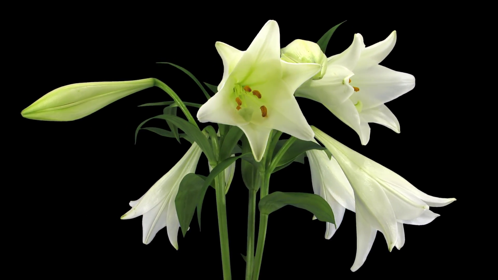 Time-lapse of growing, opening and rotating white lily (Lilium ...