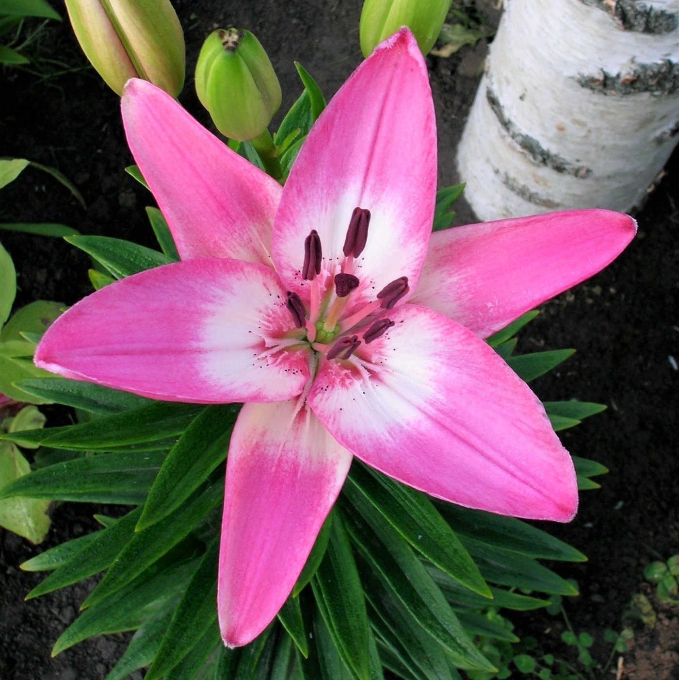 Lily LA Hybrid Arbatax | Fragrant Asiatic Lily Bulbs | Lilium ...