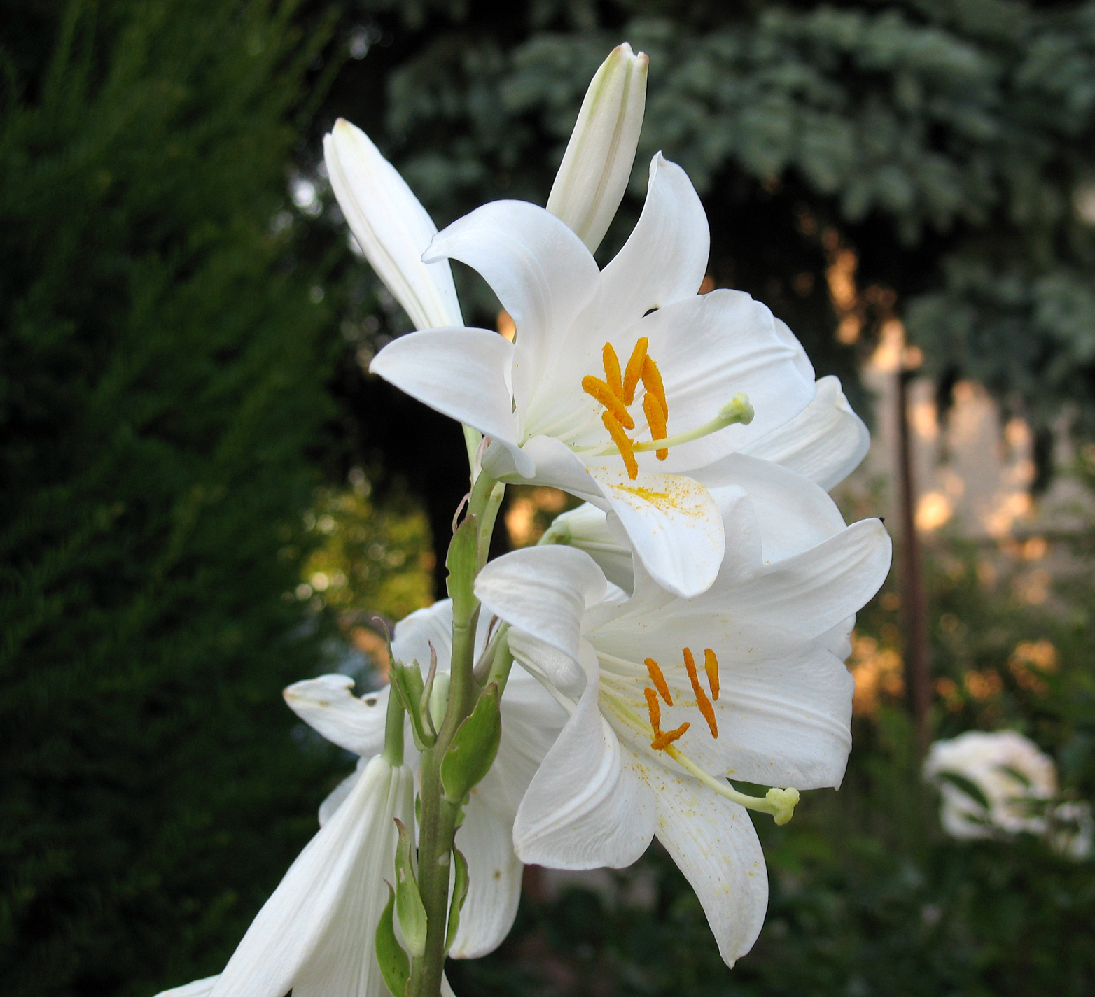 File:01-Lilium candidum madonna lily.jpg - Wikimedia Commons
