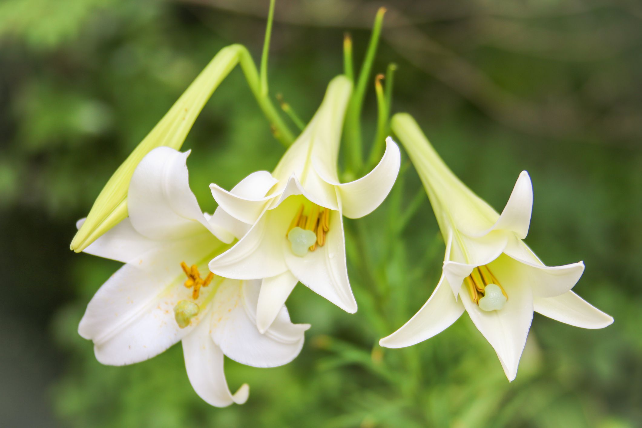 Easter Lilies - Selection, Care, and Re-Blooming