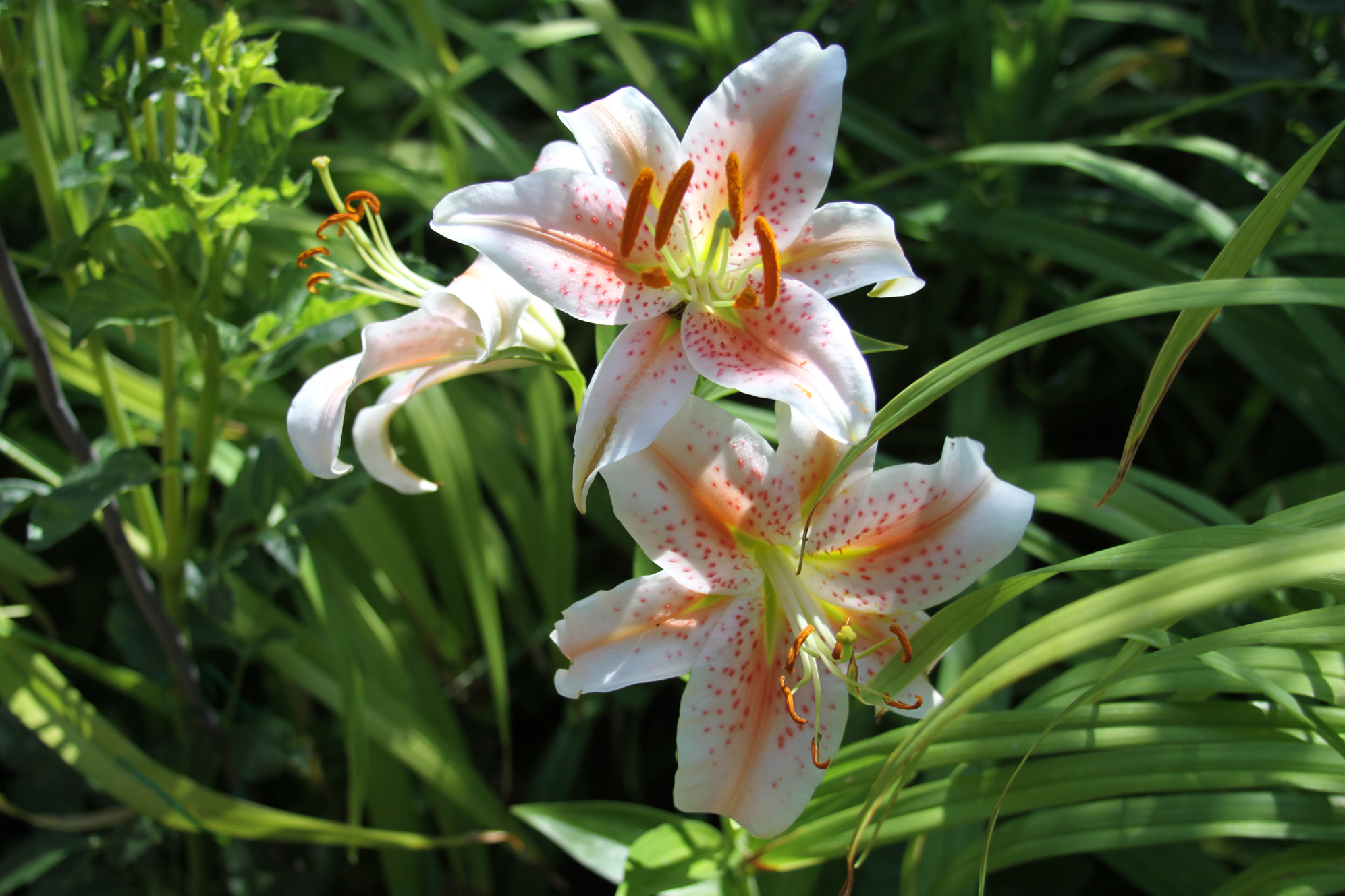 In the Garden: Oriental lilies are beautiful, easy to grow | The ...