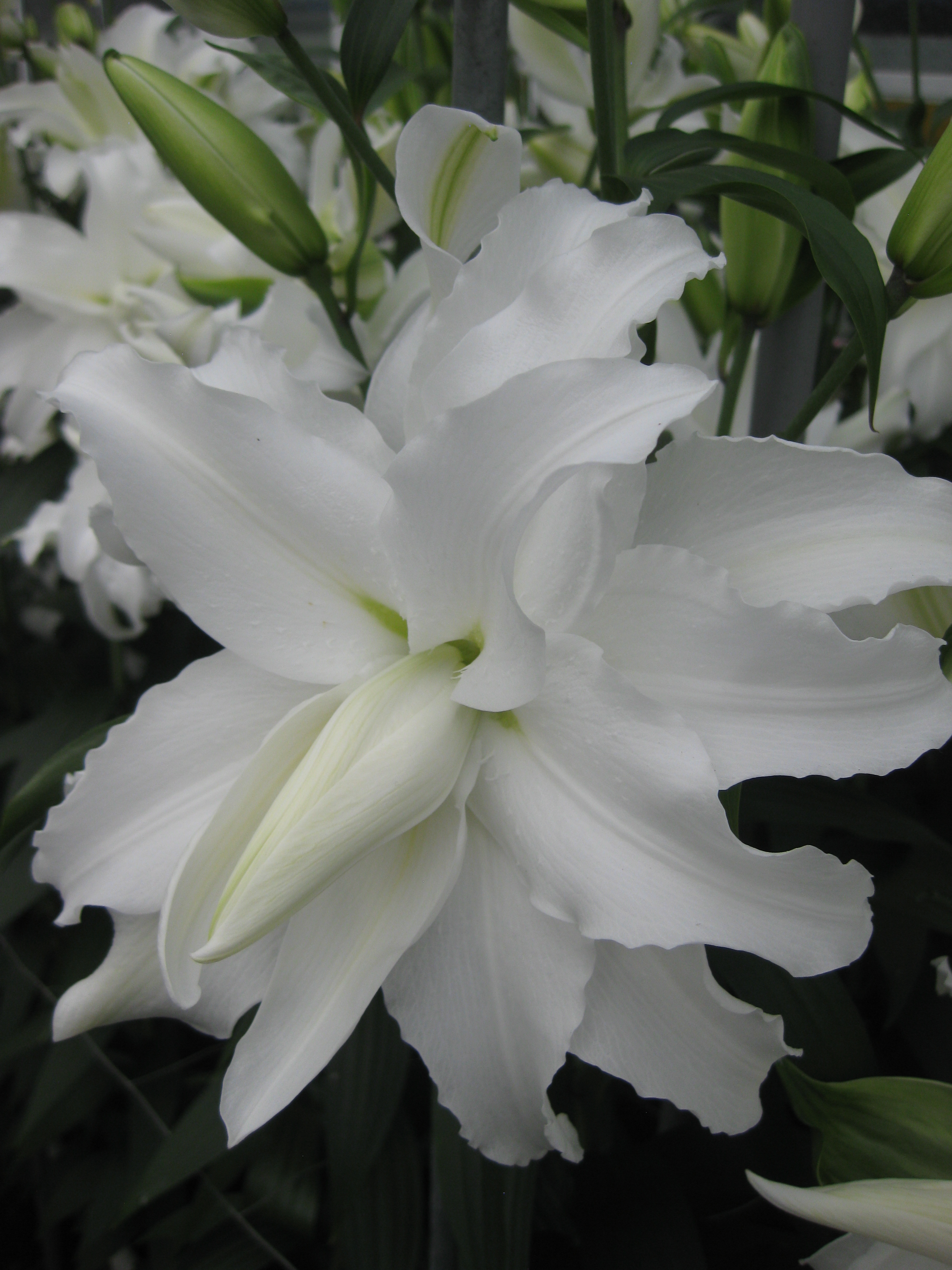 Broken Heart Double Oriental Lily from the Gold Medal winning Harts ...