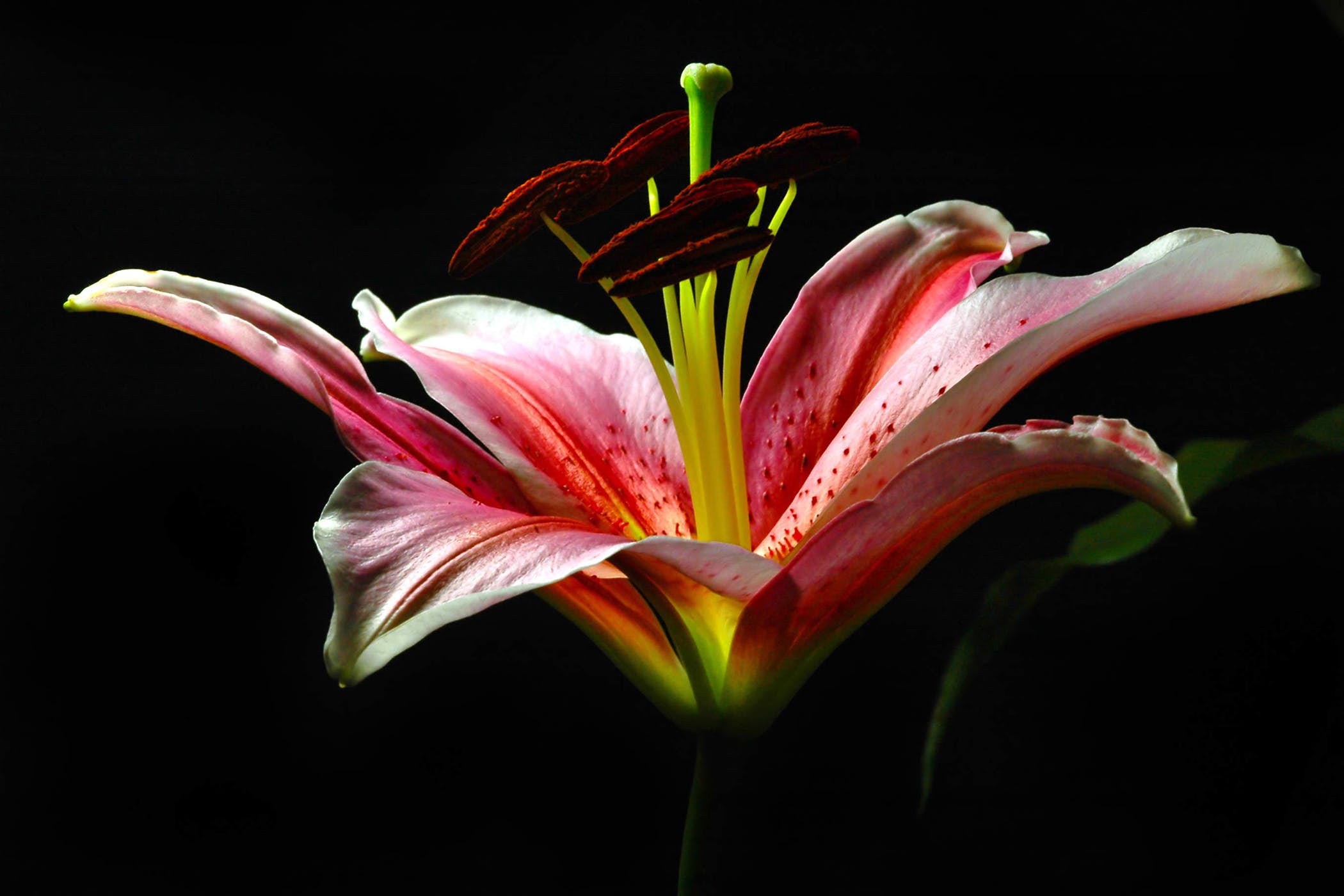 Asian Lily Poisoning in Cats - Symptoms, Causes, Diagnosis ...