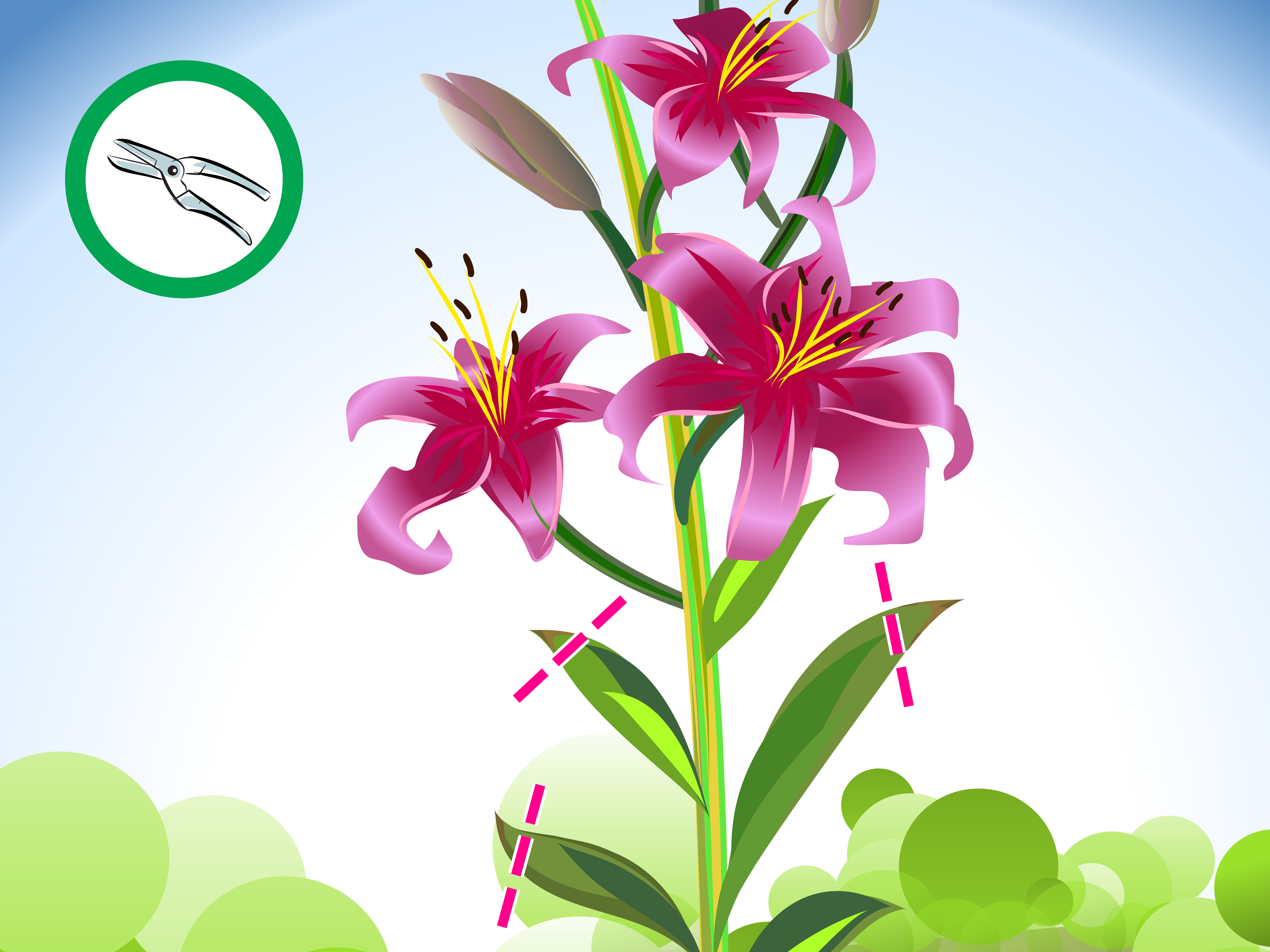 How to Prune Lilies: 9 Steps (with Pictures) - wikiHow