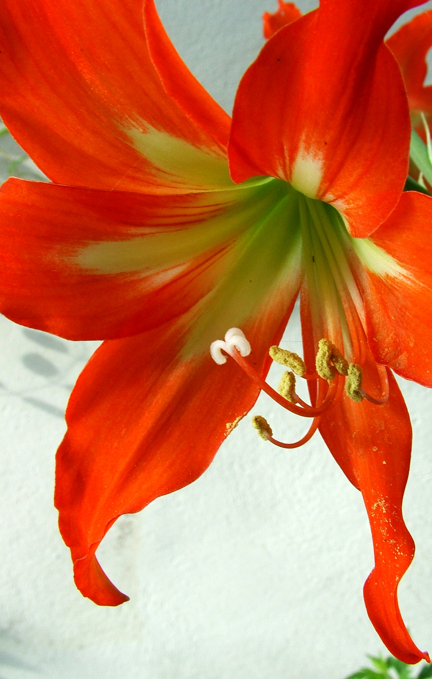 How to help your lilies open - Flower PressFlower Press