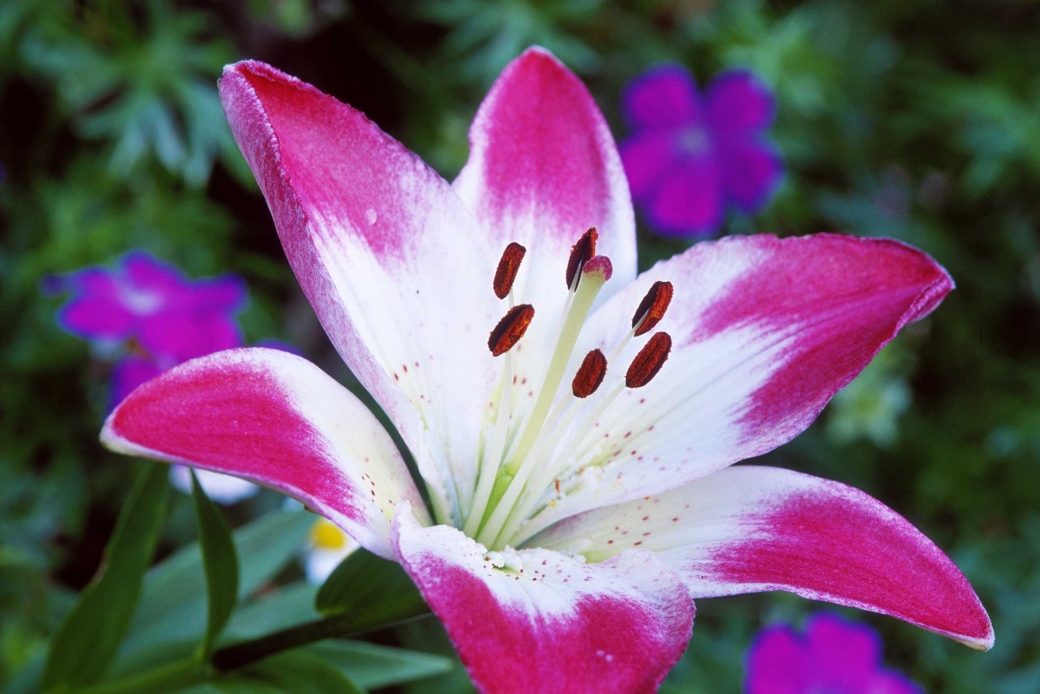 14 Stunning Lily Varieties to Plant