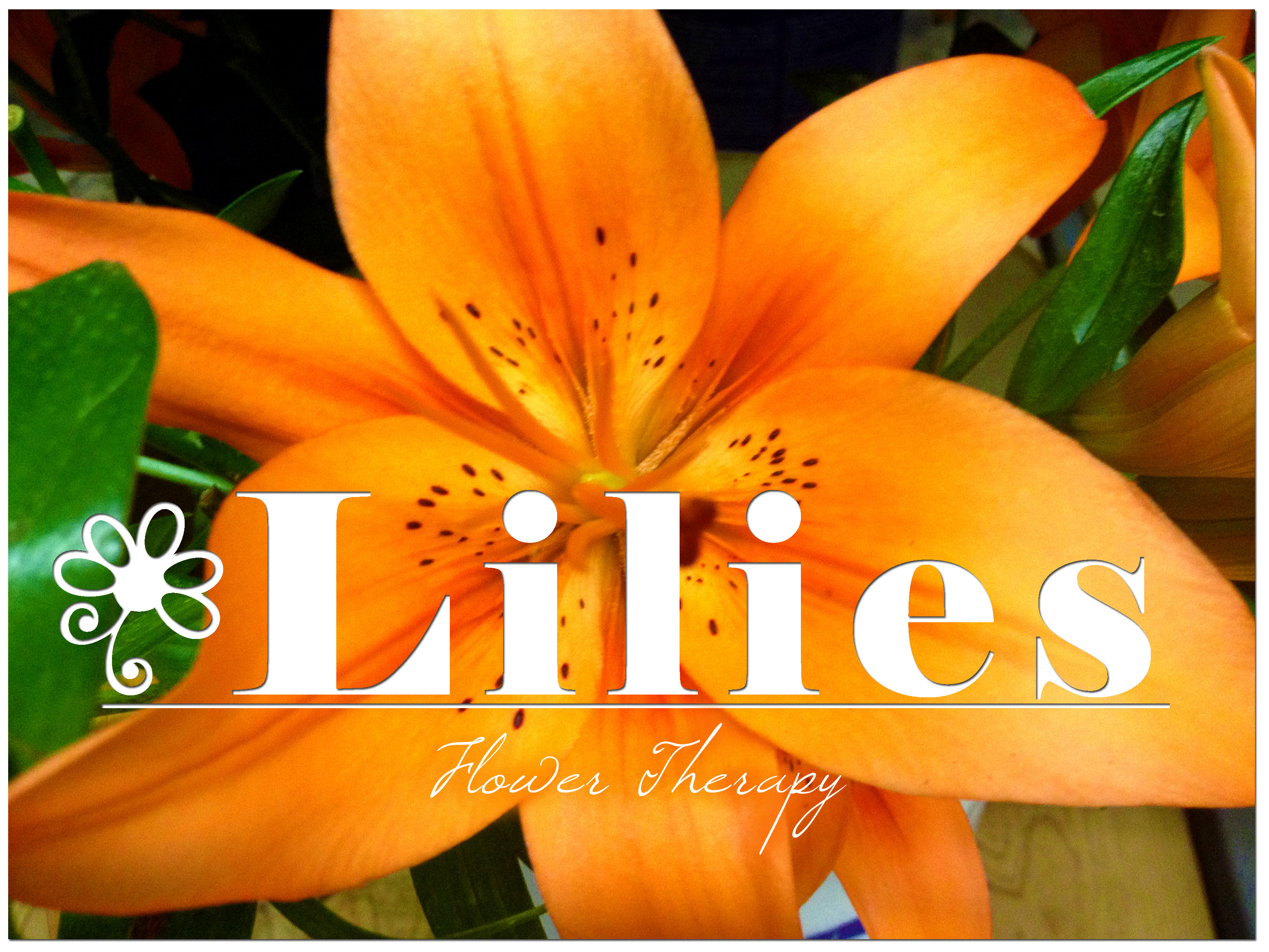 Lilies Archives - Freytags Florist