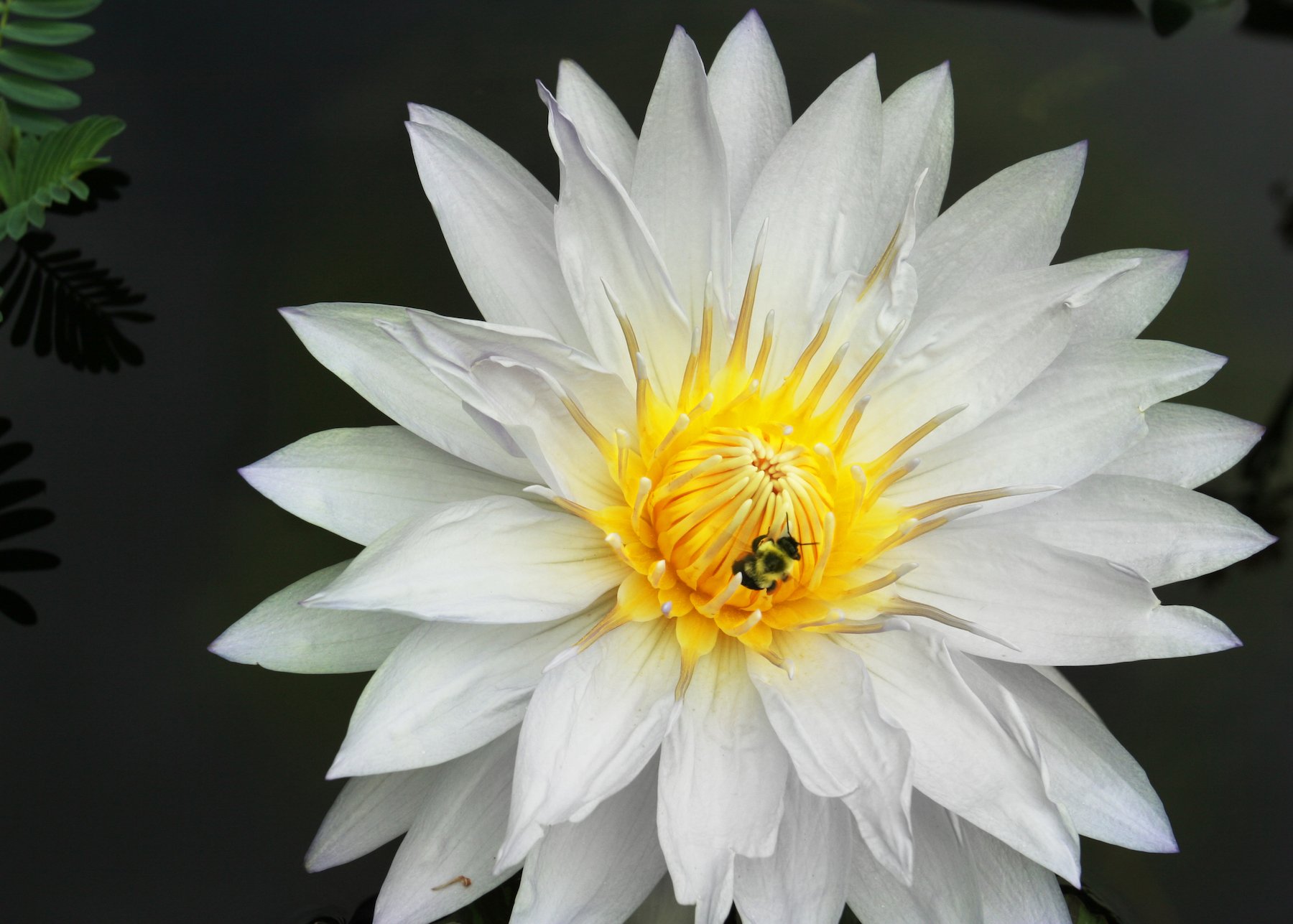 WHITE WATER LILY} SHARPENED SENSES. ACUITY OF VISION. SYNCHRONICITY ...