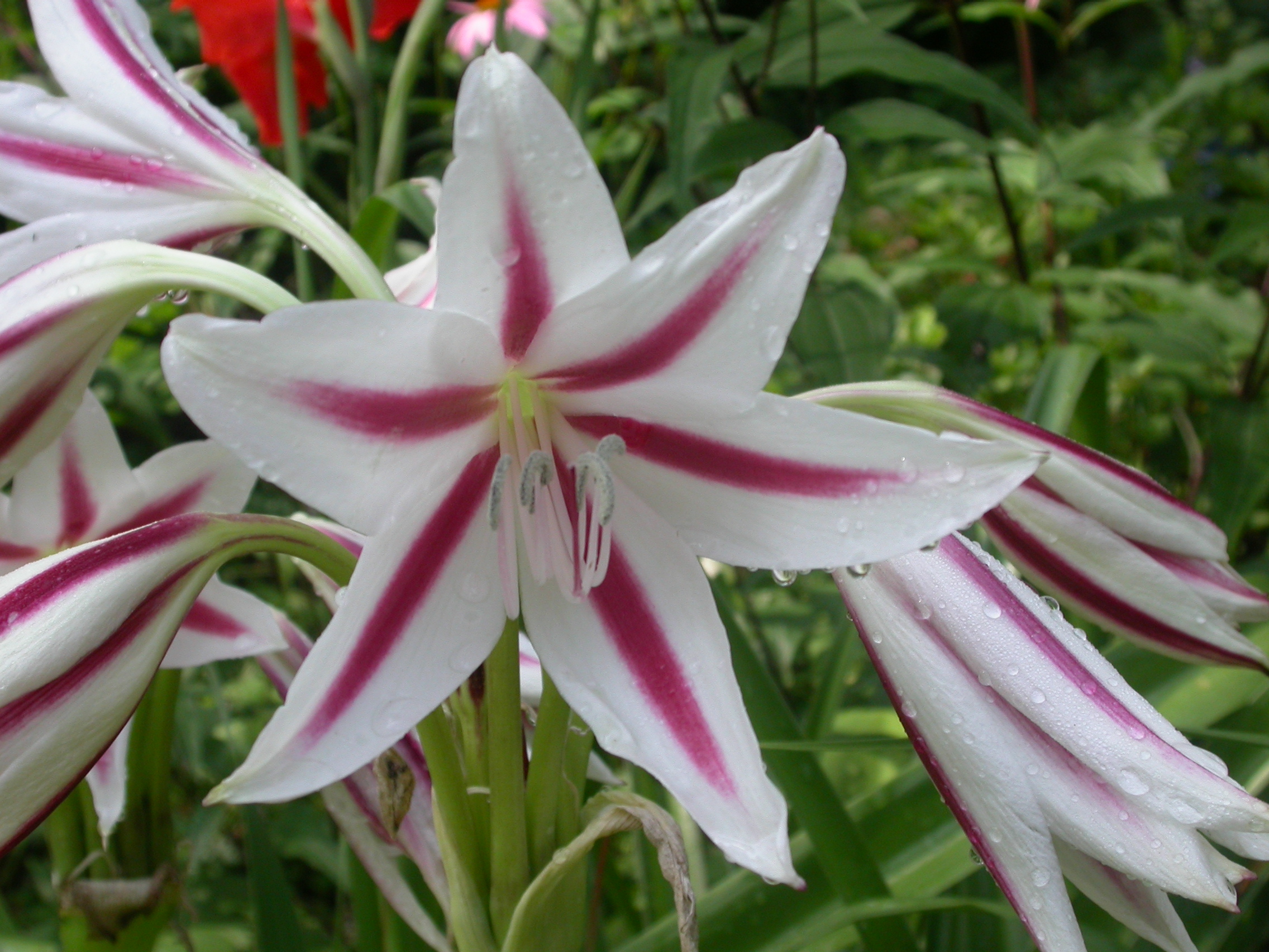 Heirloom Lilies Provide Living Link With History | Tallahassee.com ...