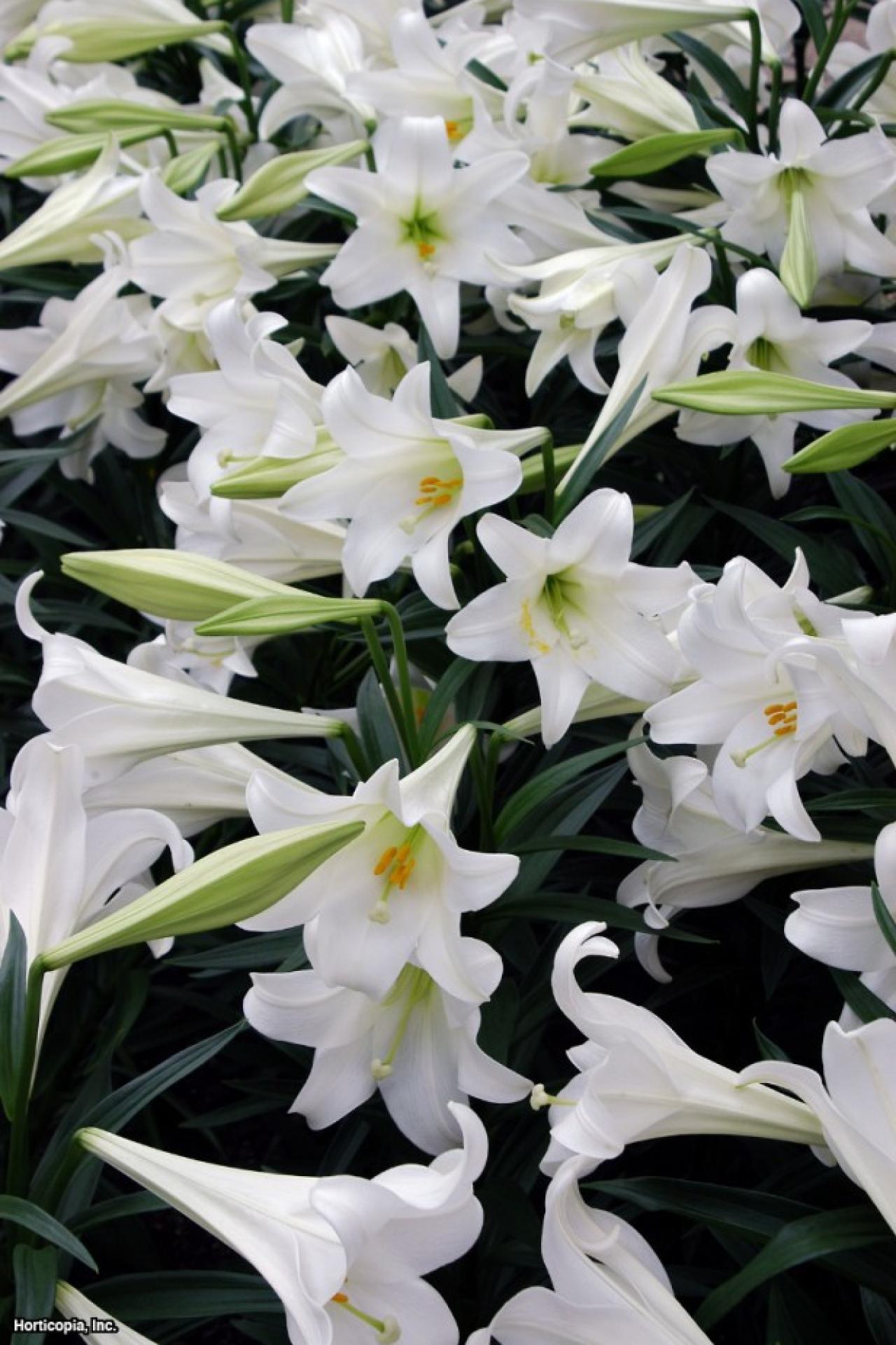 Easter Lily Care Tips | DIY Network Blog: Made + Remade | DIY