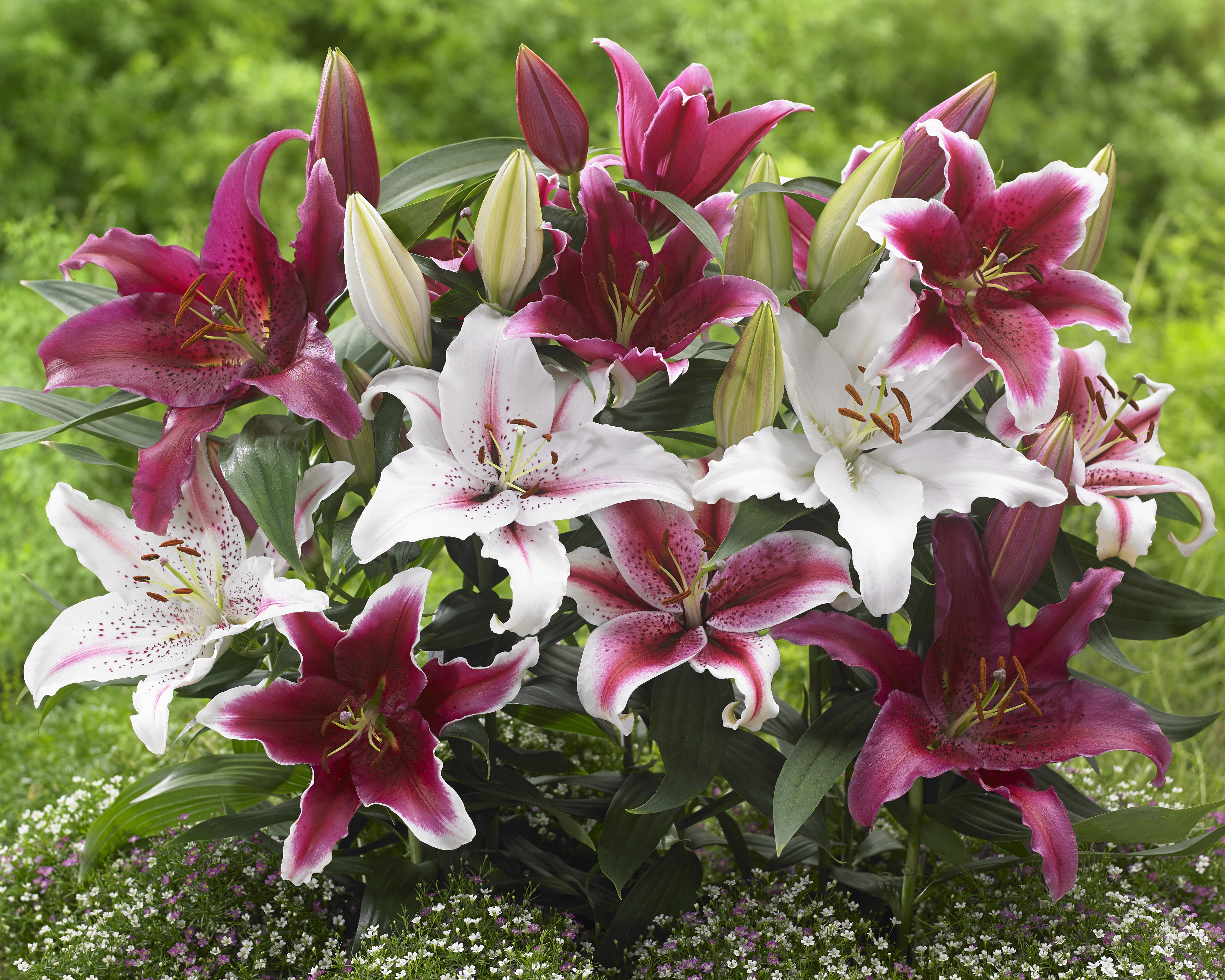 Candy Cane' Lily Bulb Collection from the award winning Harts Nursery