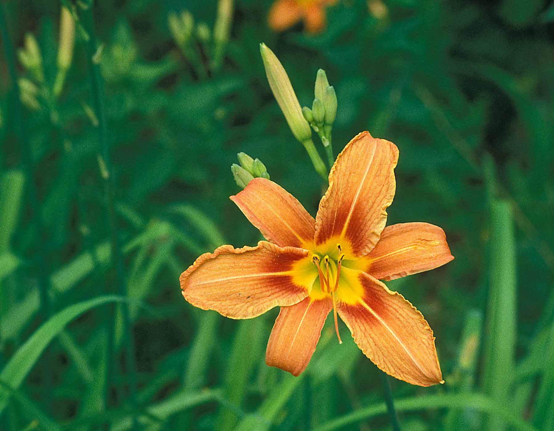 Orange Day Lily Orange Daylily | MDC Discover Nature
