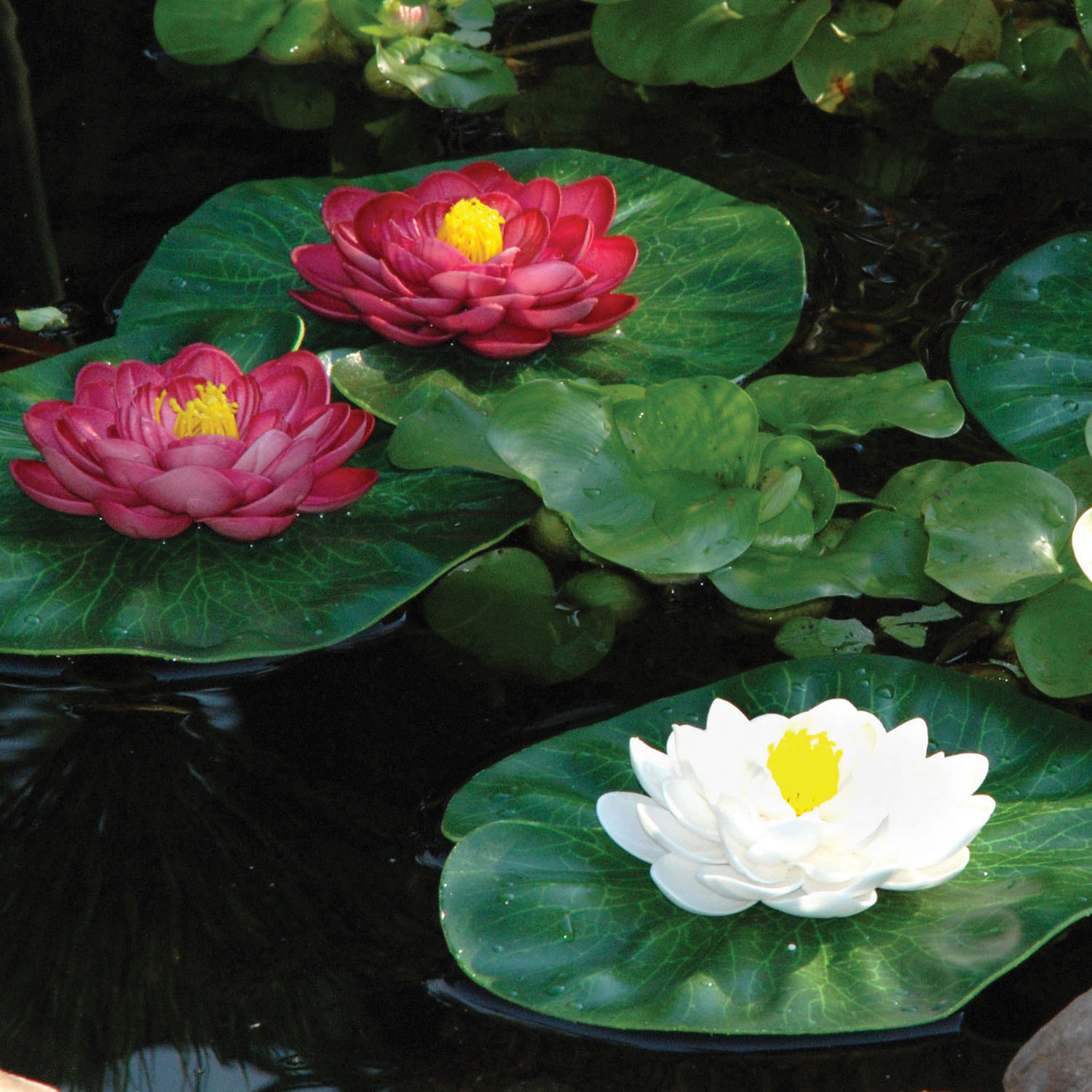 pond boss® Floating Lily Pad Variety Pack