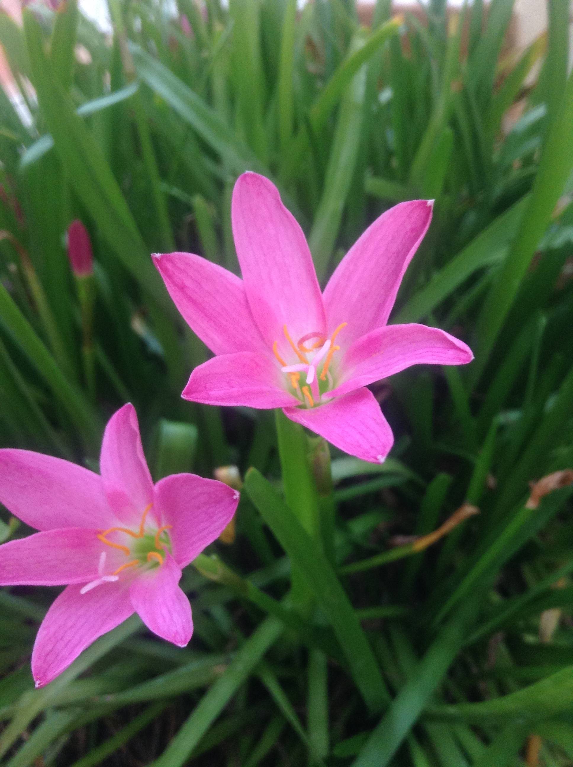 botany - Why do pink rain lilies flower only after rains, and not ...