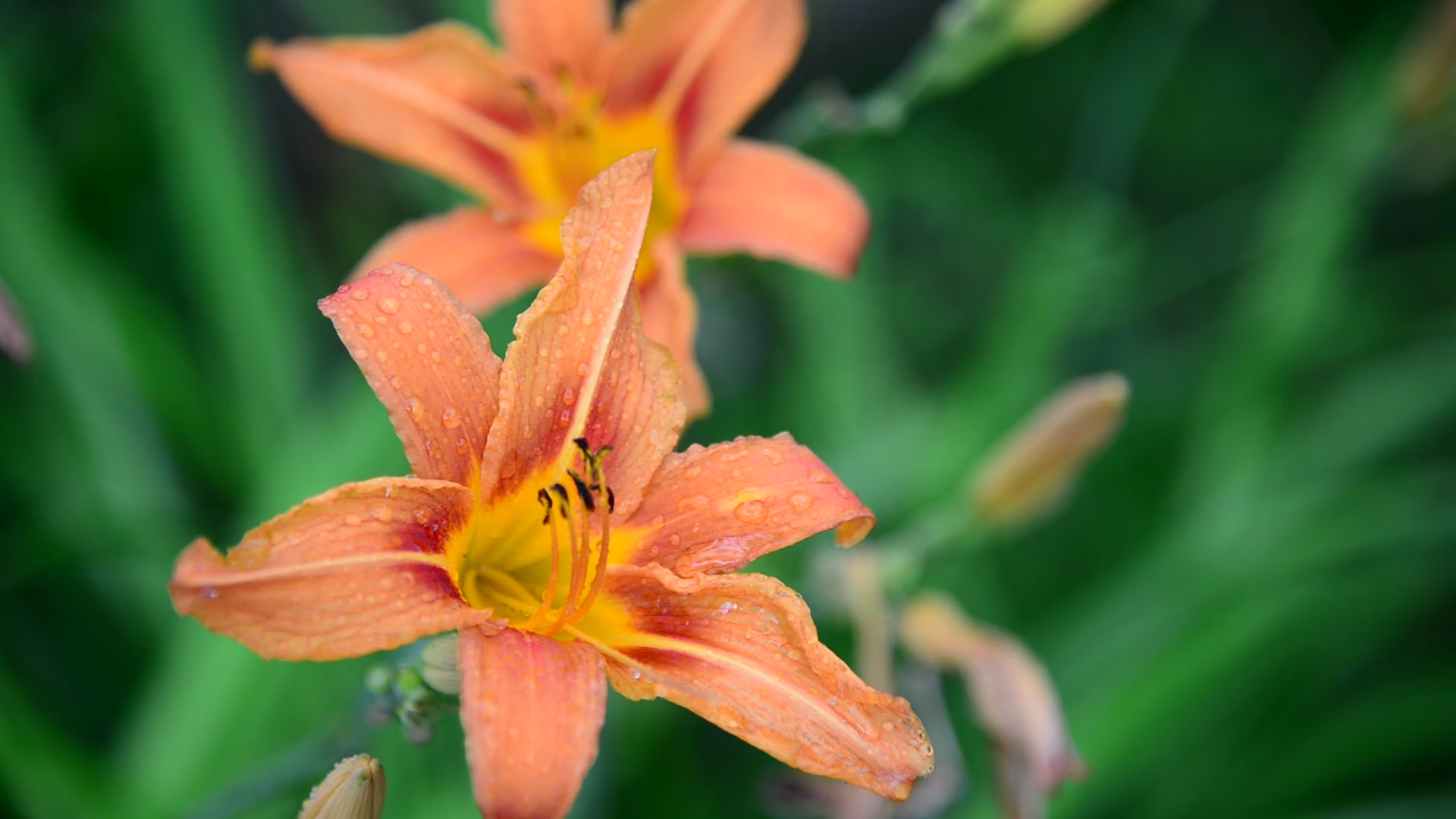 Orange lily in drops of water after rain Stock Video Footage ...