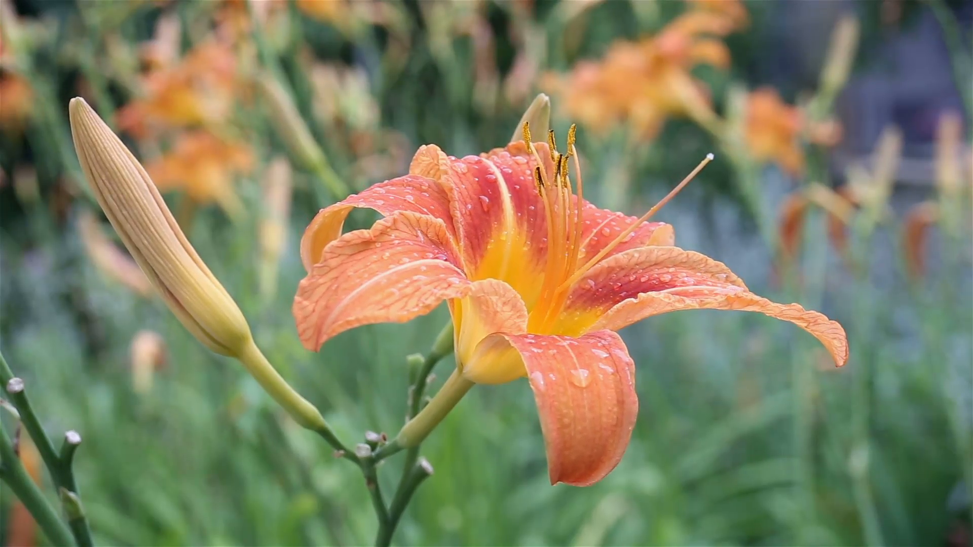 Lily on the wind after rain Stock Video Footage - VideoBlocks