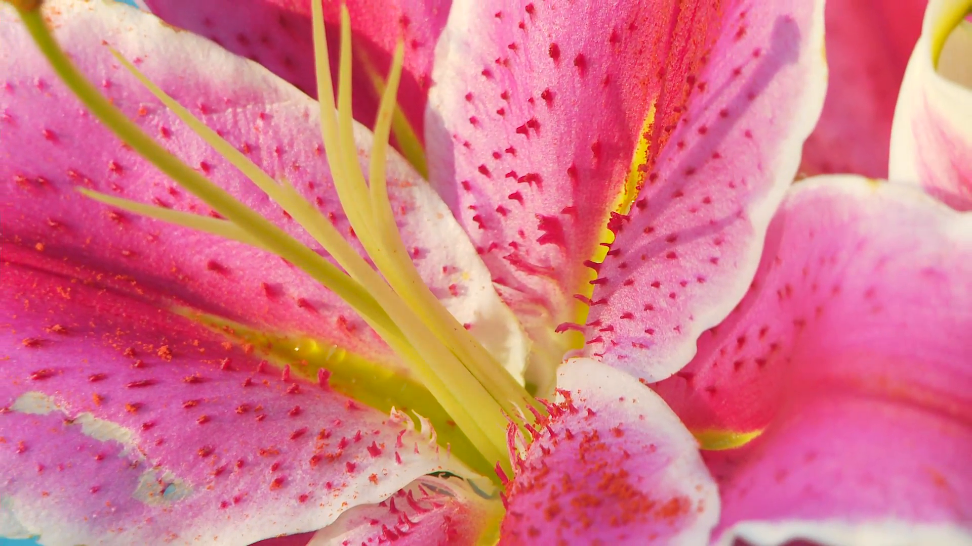 Closeup of lily, stargazer flower Stock Video Footage - VideoBlocks