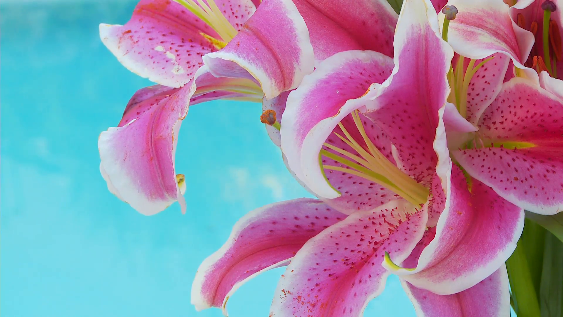 Closeup of lily, stargazer flower Stock Video Footage - Videoblocks