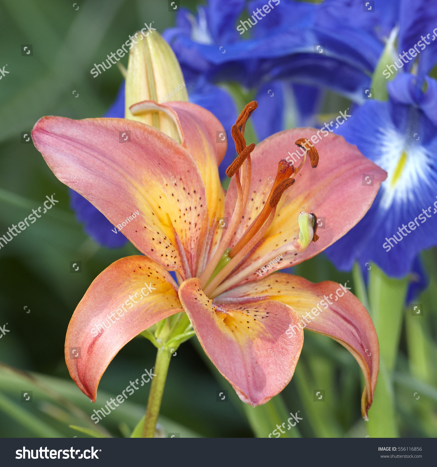 Pink Tiger Lily Flower Closeup Stock Photo 556116856 - Shutterstock
