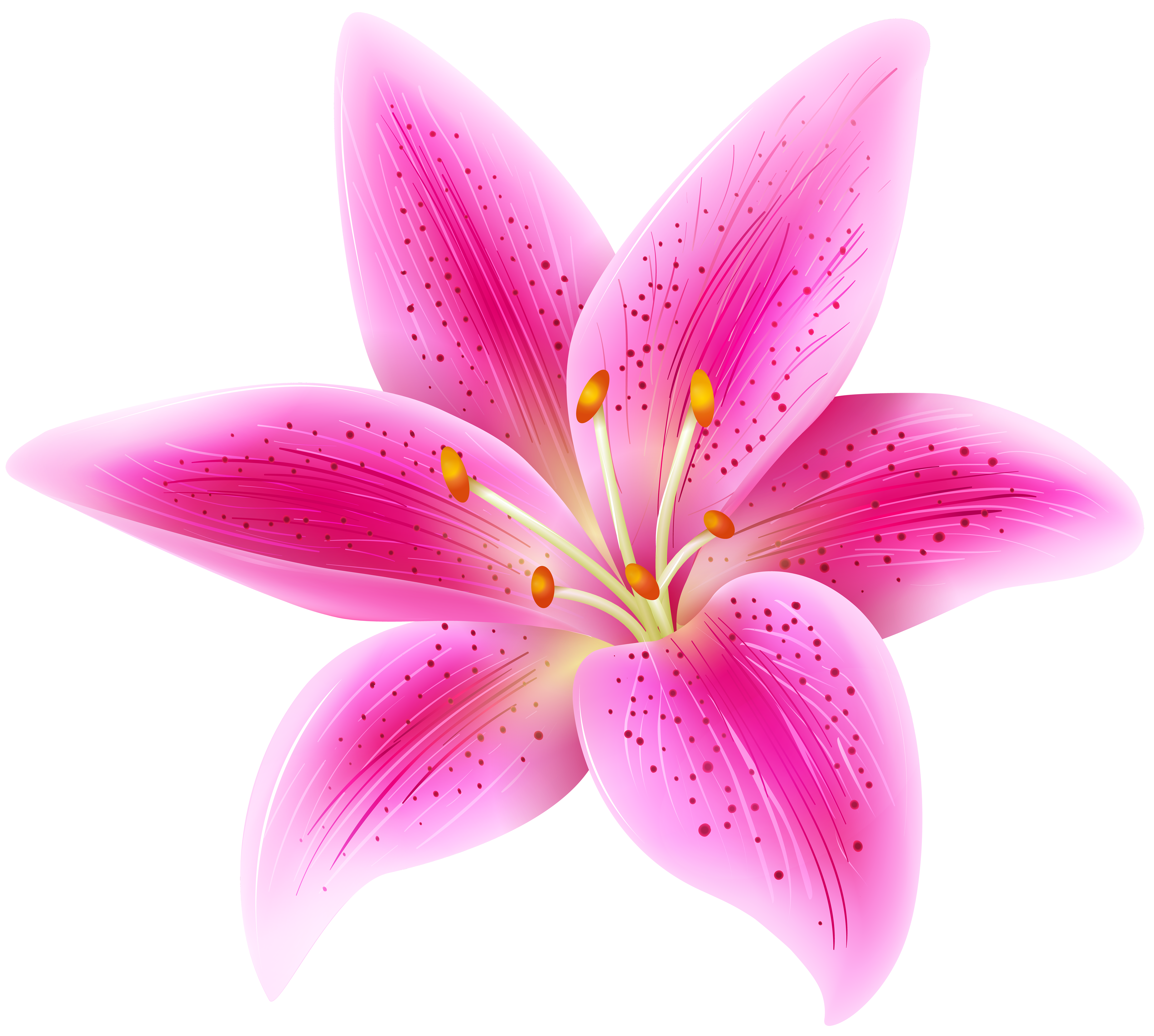 Pink Lily Flower Transparent PNG Clip Art Image | Gallery ...