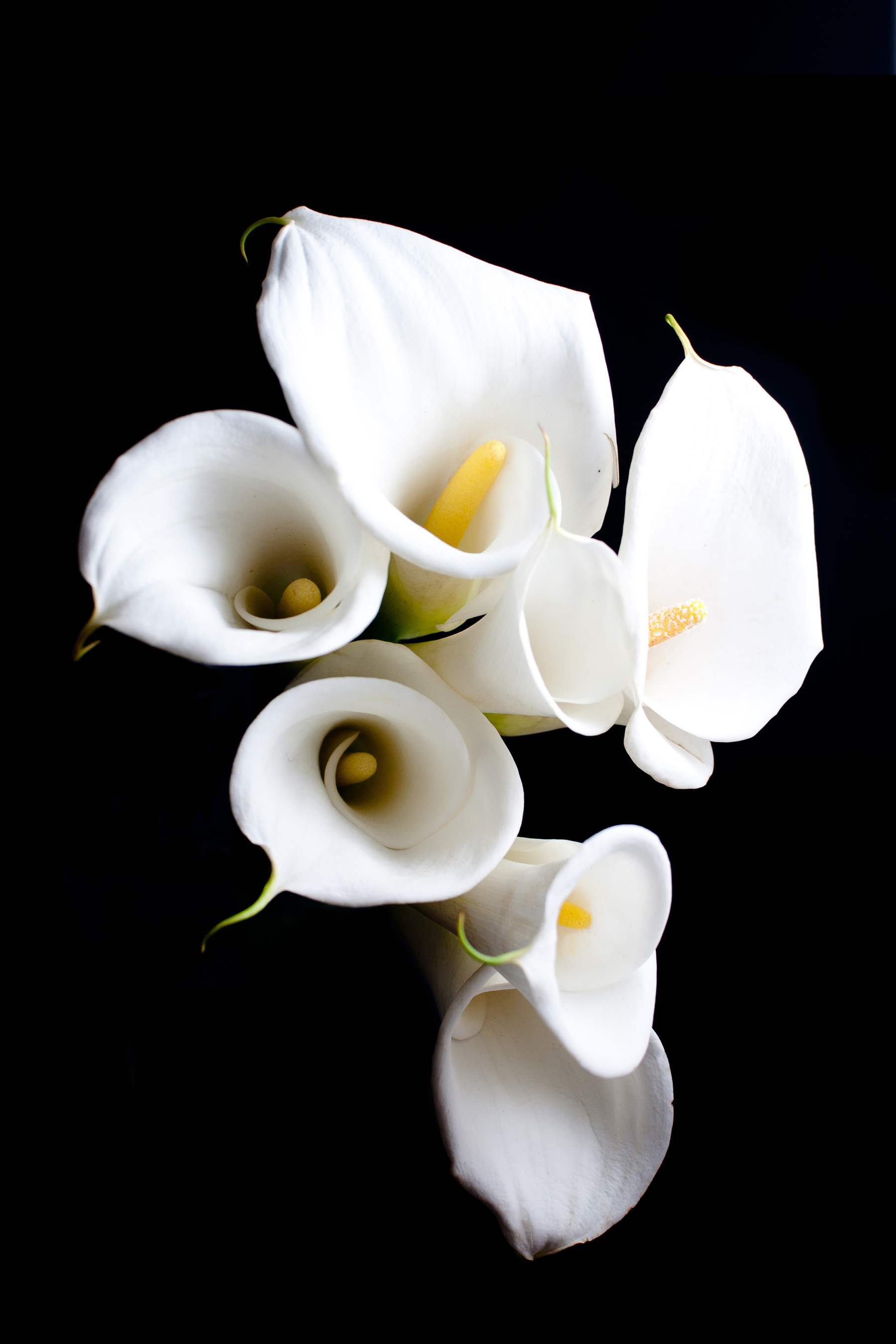 White calla lily flower close-up 52016 - Flowers photo - Flowers